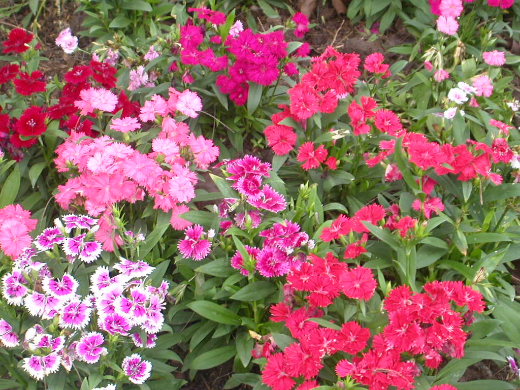 Flower garden unknown plant 2