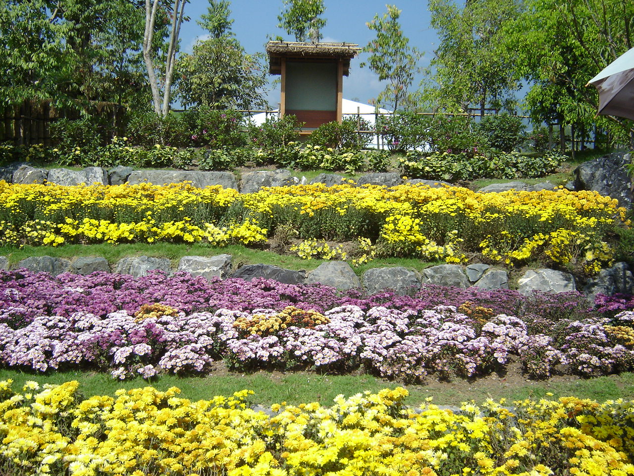Flower gardens in Royal Flora Expo 2006, Chiangmai, Thailand