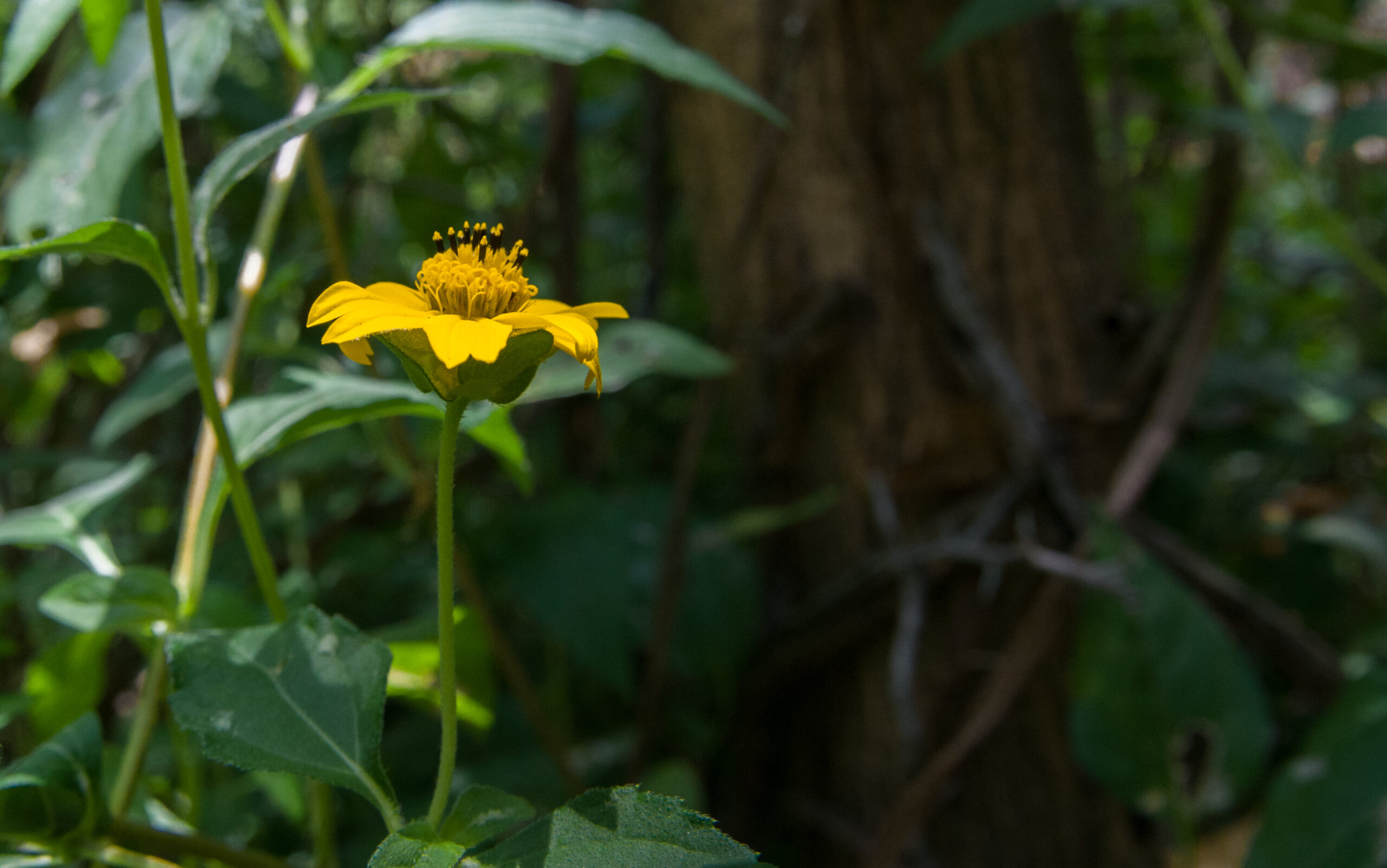 Flower in Margarita Island