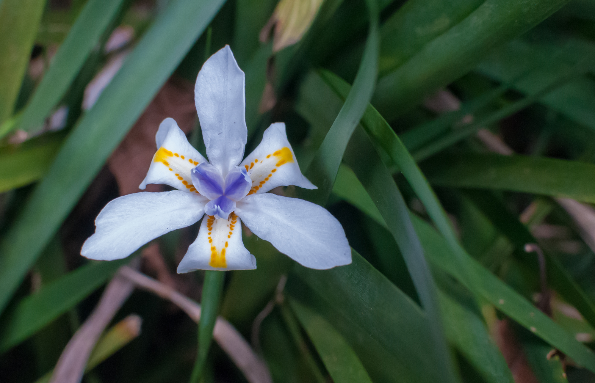 Flower in São Paulo Zoo