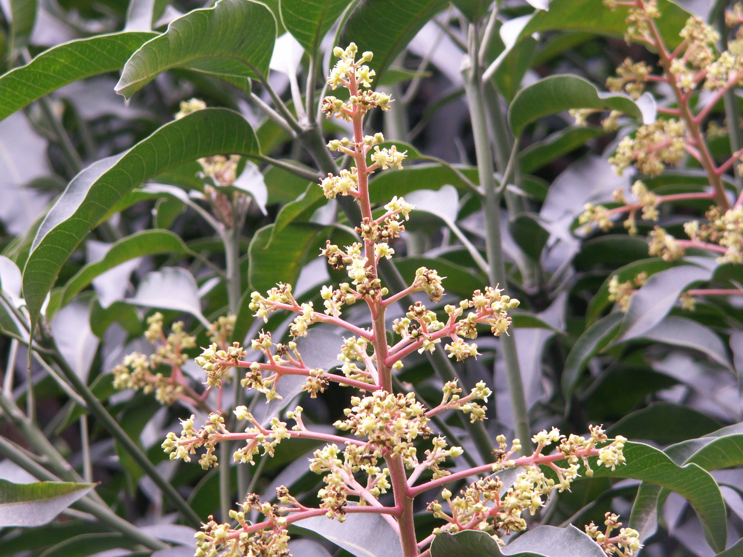Flower of mango