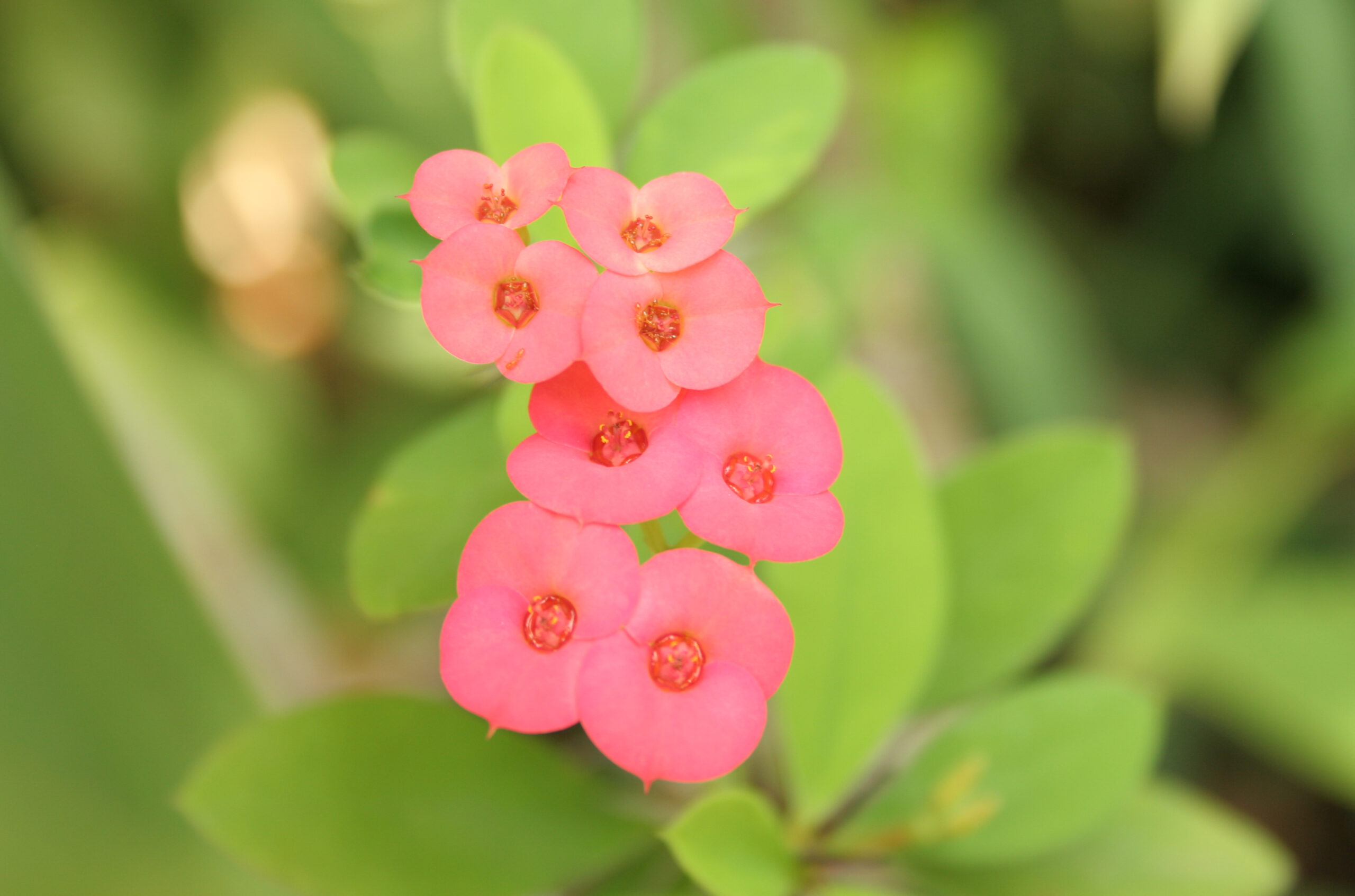 Flower public domain dedication