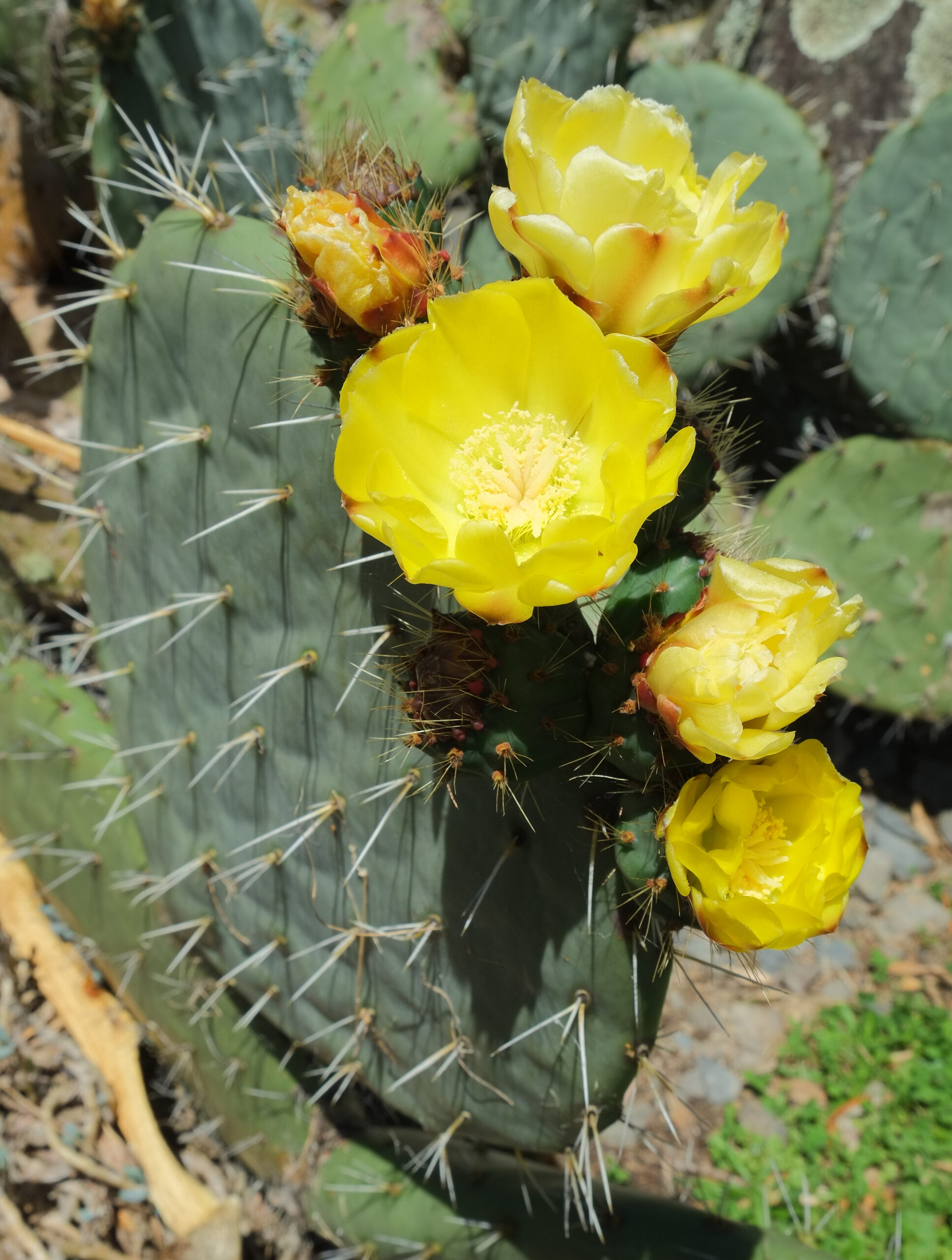 Flowering Nopal tapon (Opuntia robusta)