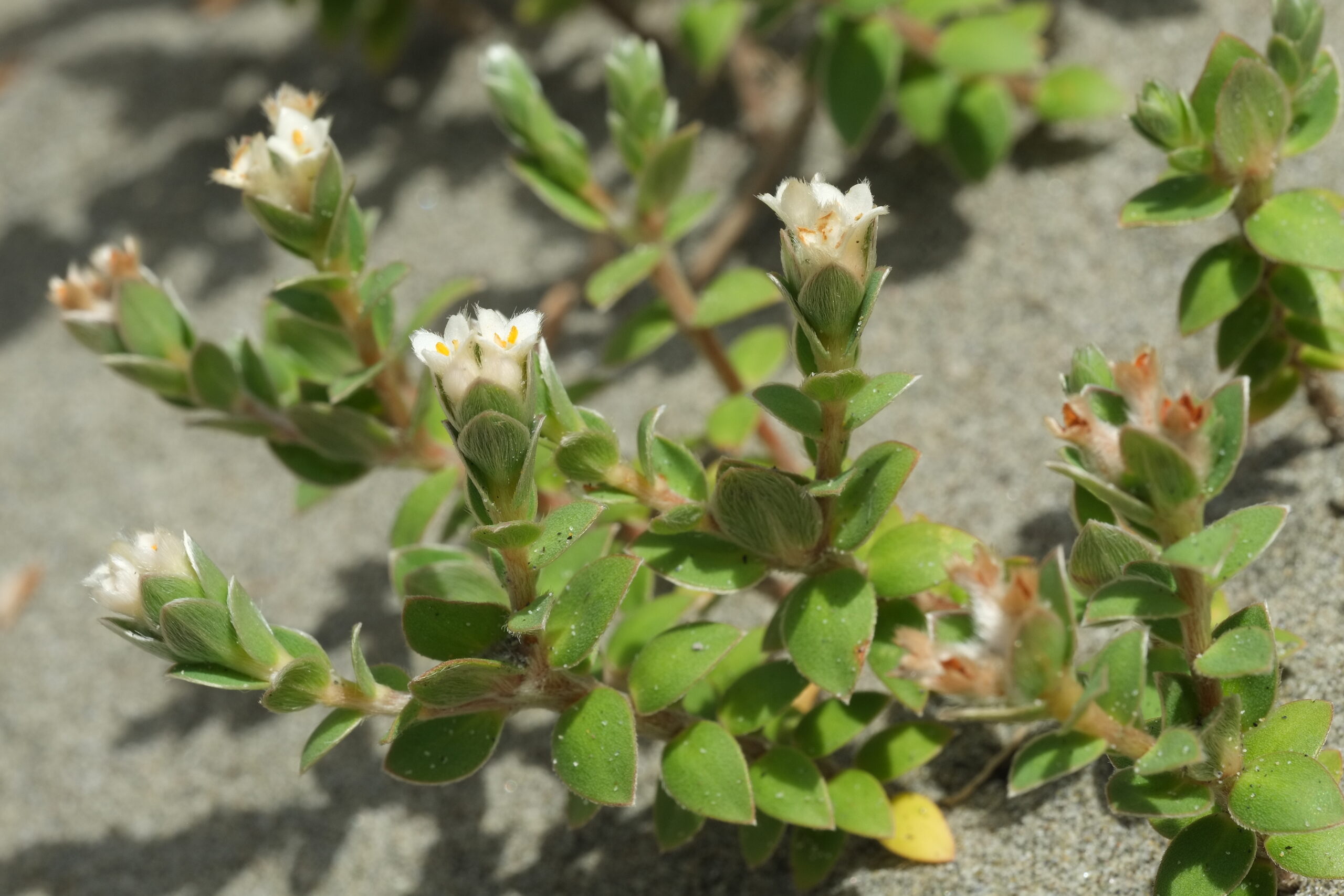 Flowering autetaranga (sand pimelea)