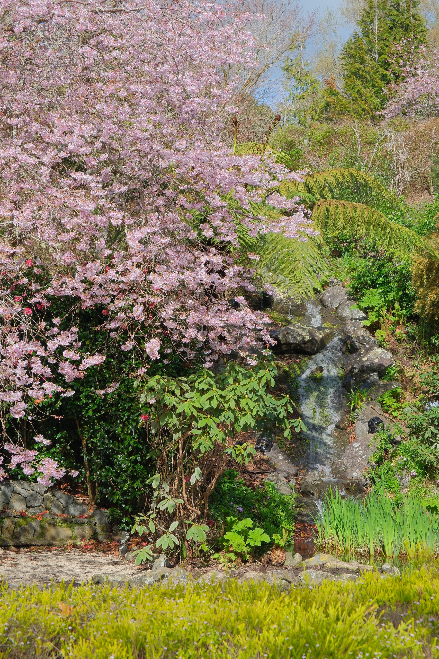 Flowering cherry tree next to waterfall in Aston Norwood Gardens