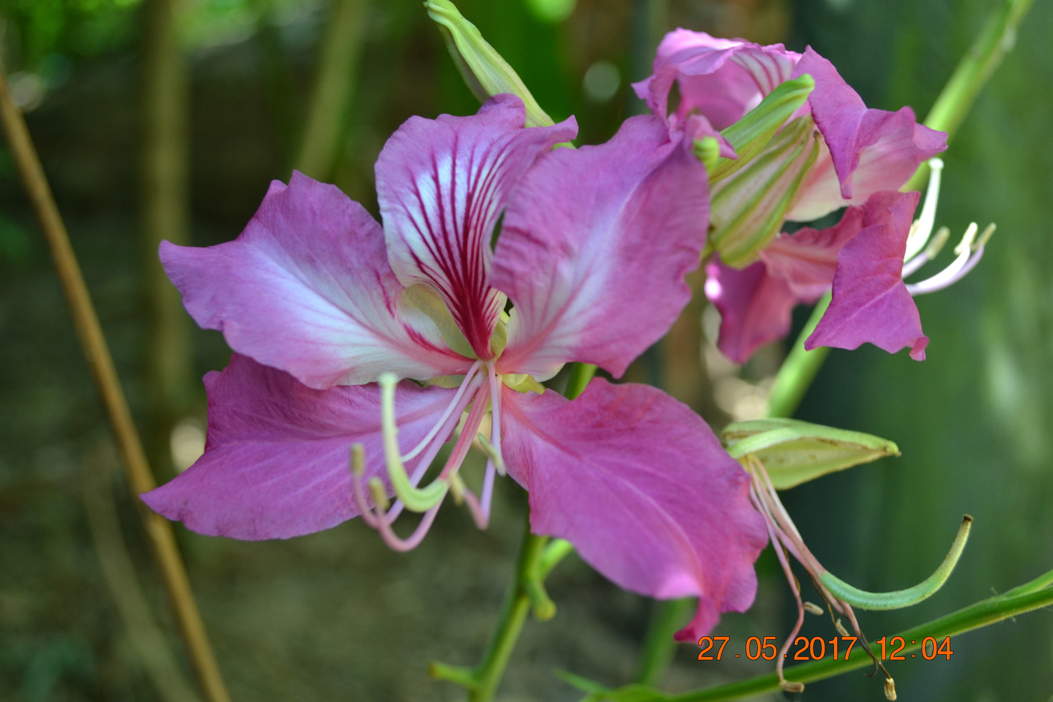Flowers In Disney (237887961)