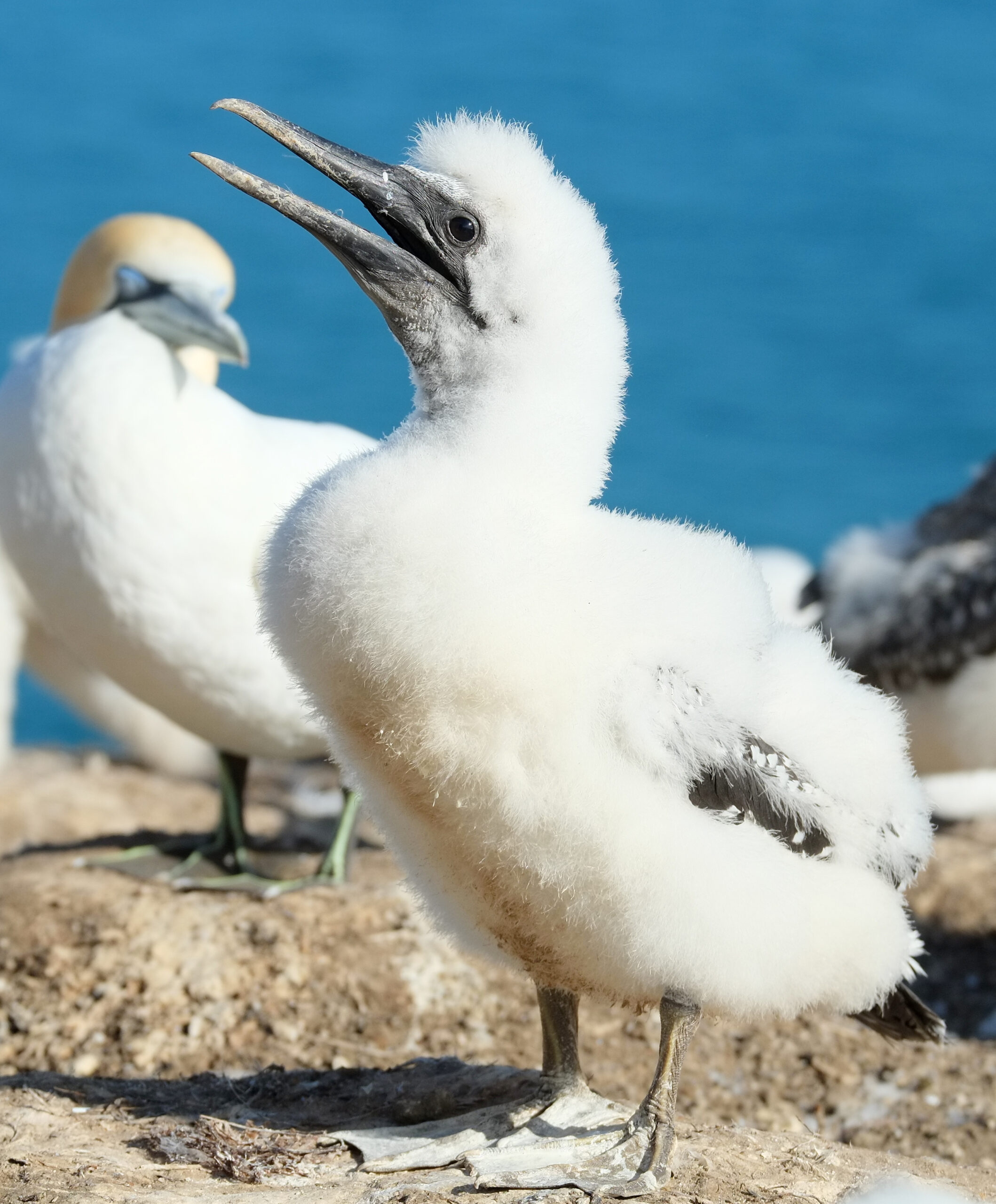 Fluffy gannet chick chirping