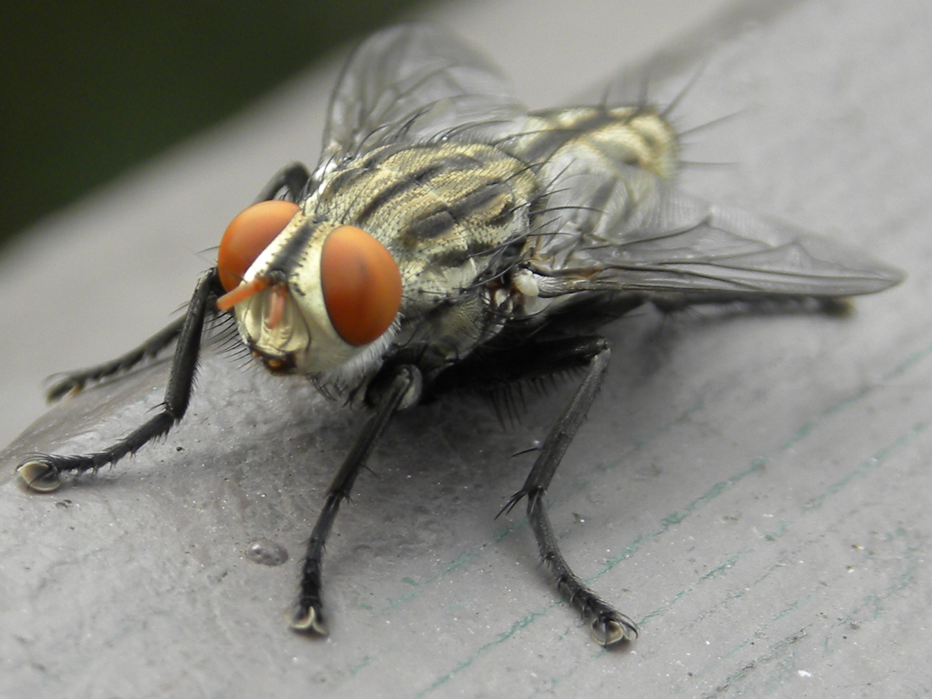Fly, Grey Striped (public domain)