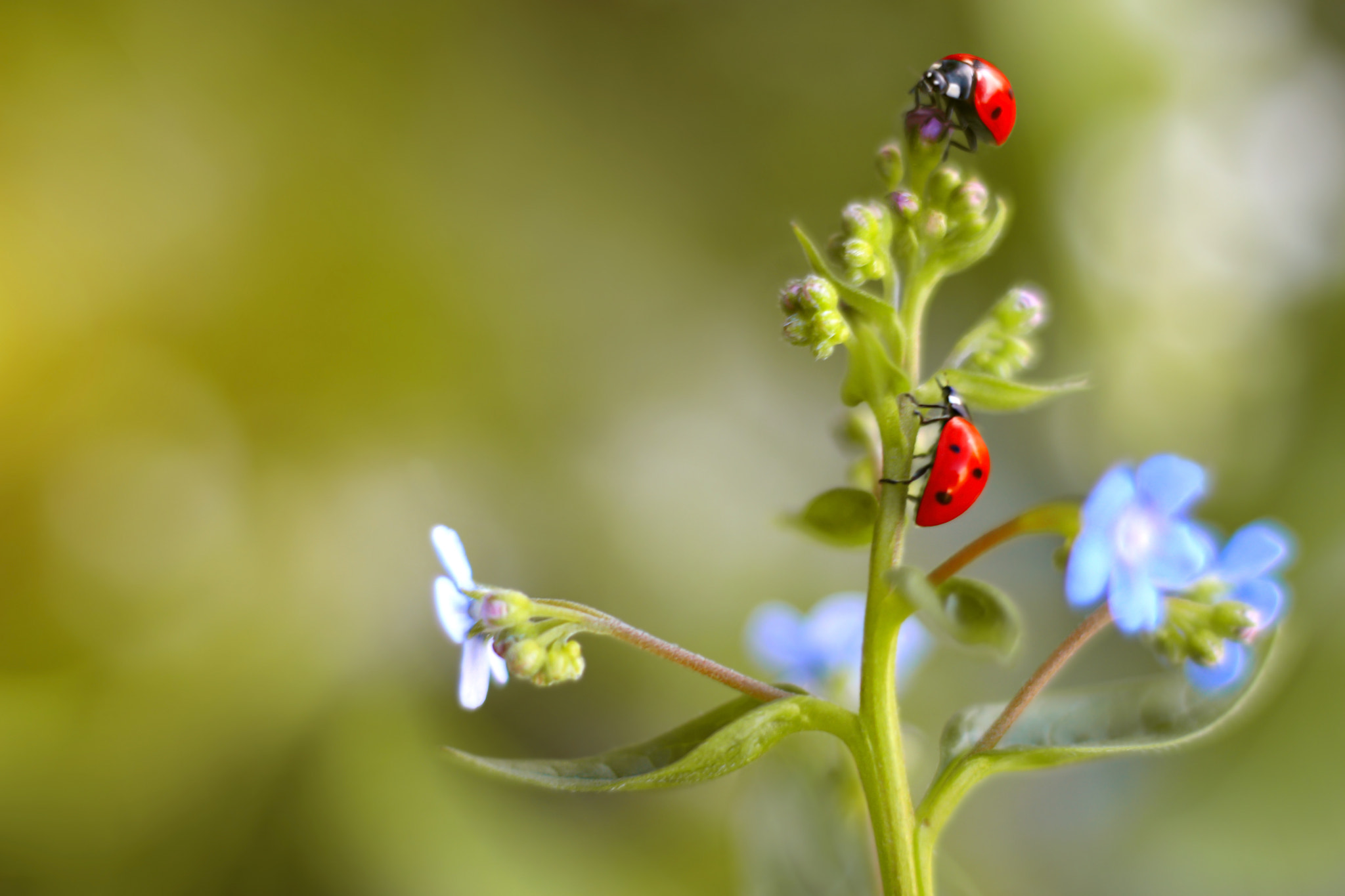 Forget Me Not (210911317)