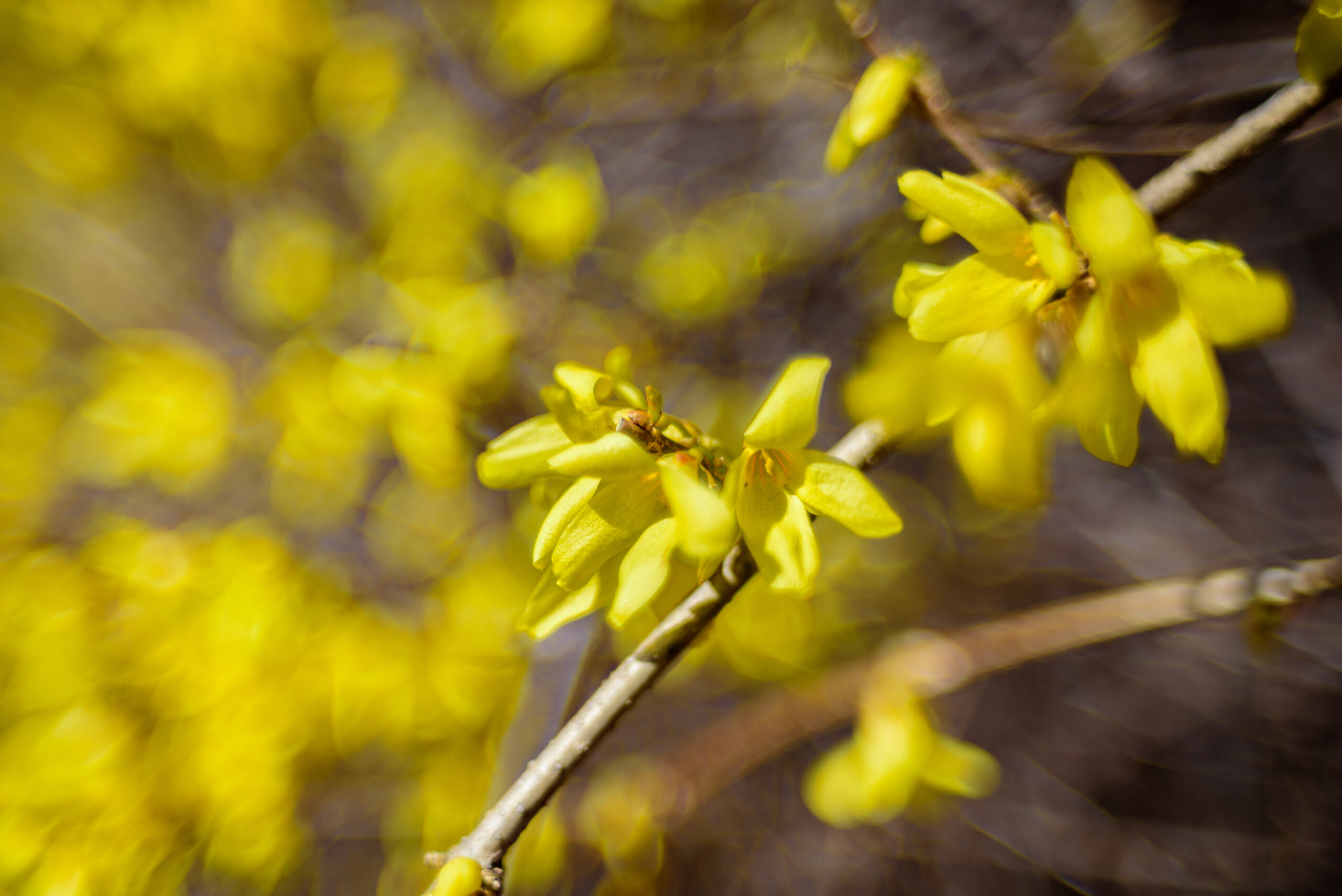 Forsythia Flowers (49818689526)