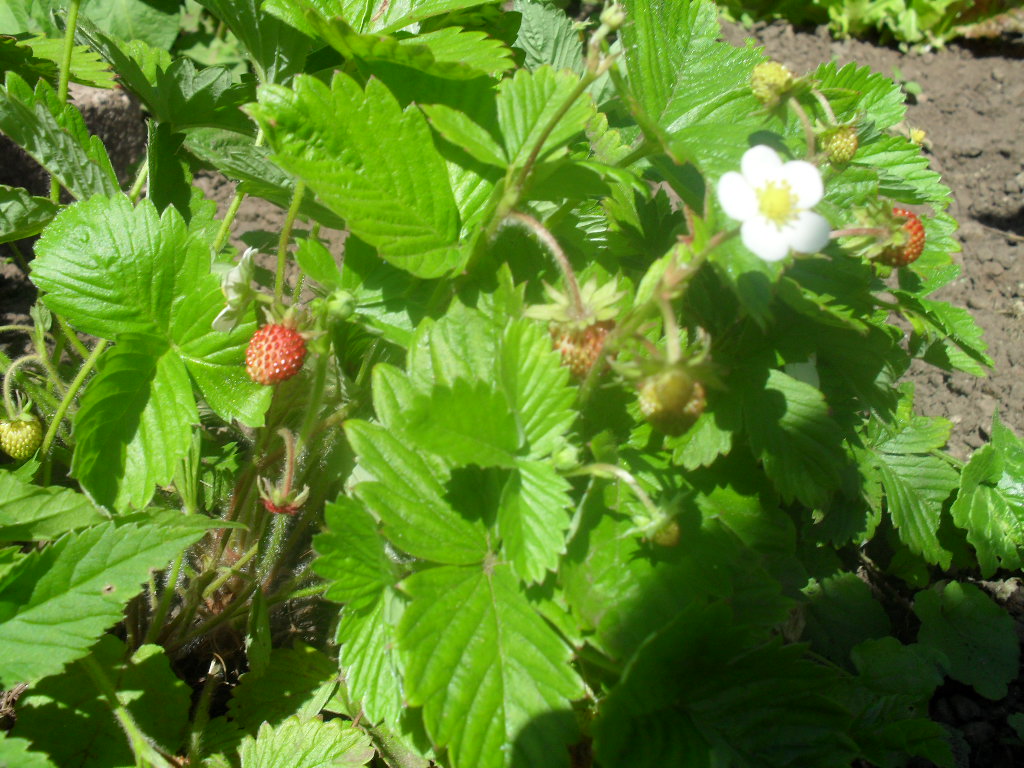 Fragaria vesca - Smultronplanta