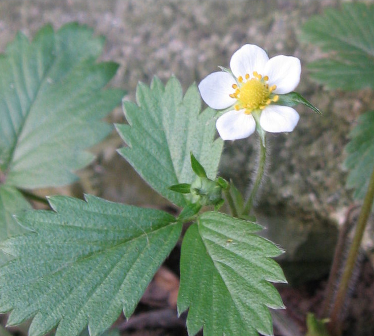 Fragolina di bosco