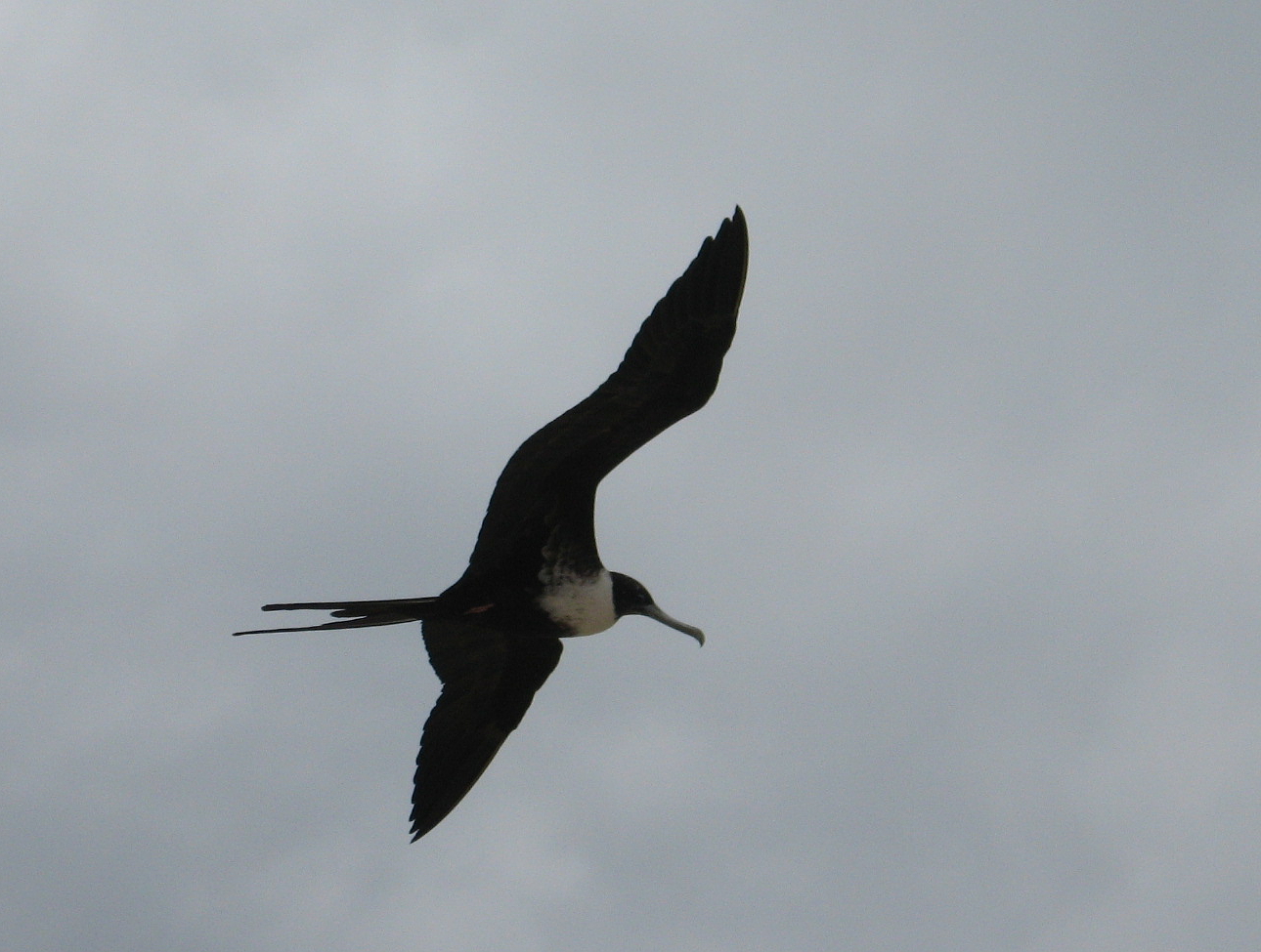 FrigateBird