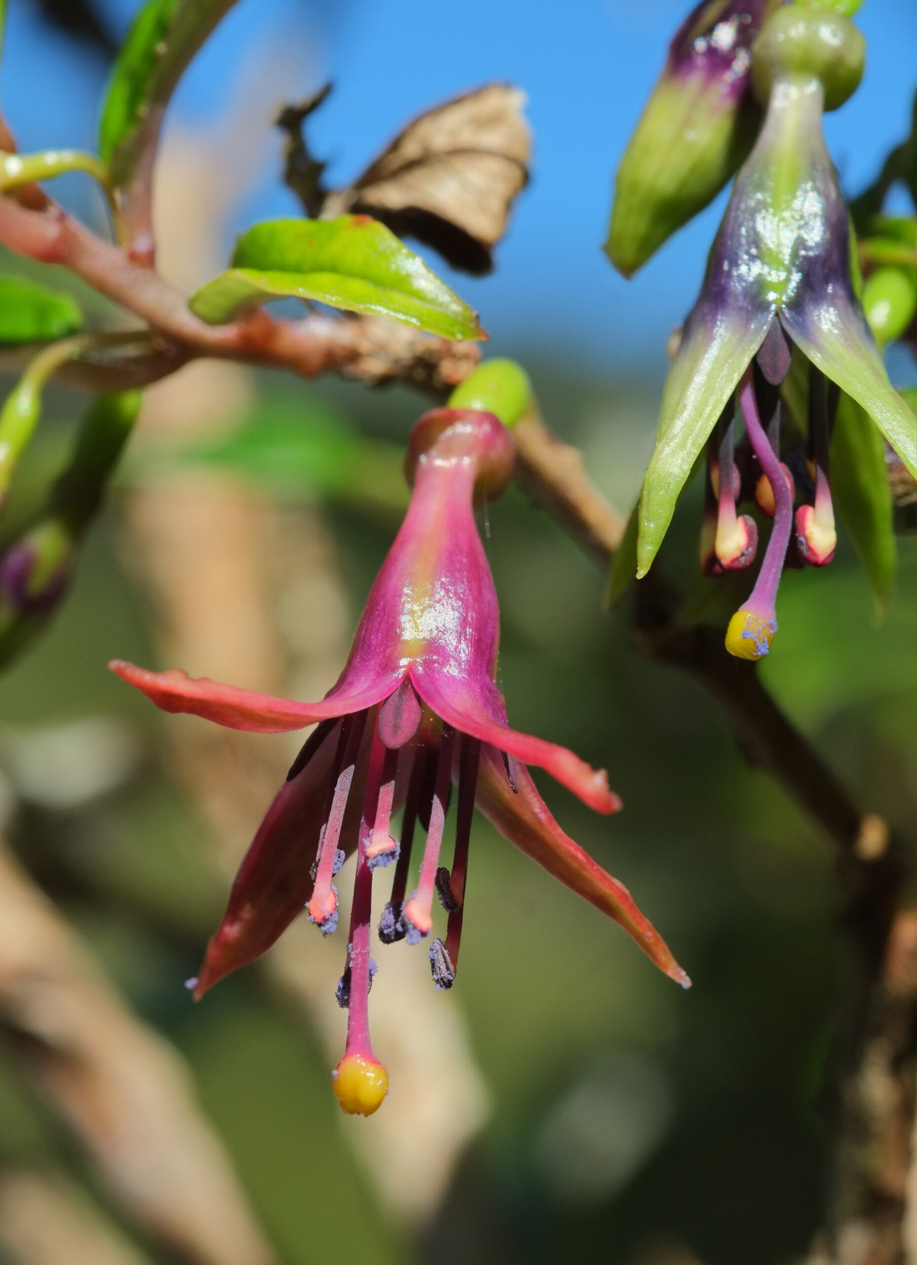 Fuchsia excorticata (tree fuchsia) flower