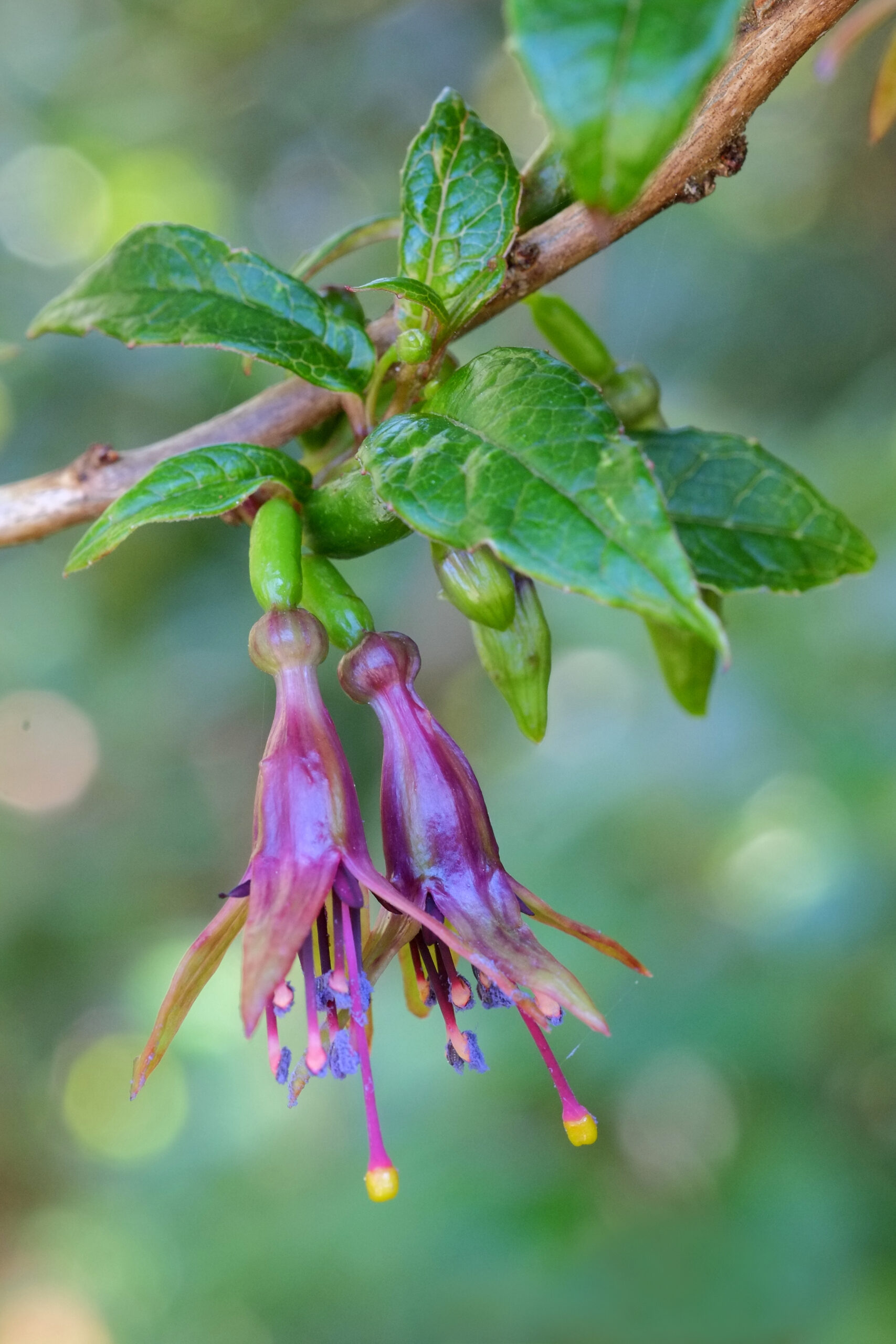 Fuchsia excorticata (tree fuchsia) flowers and leaves