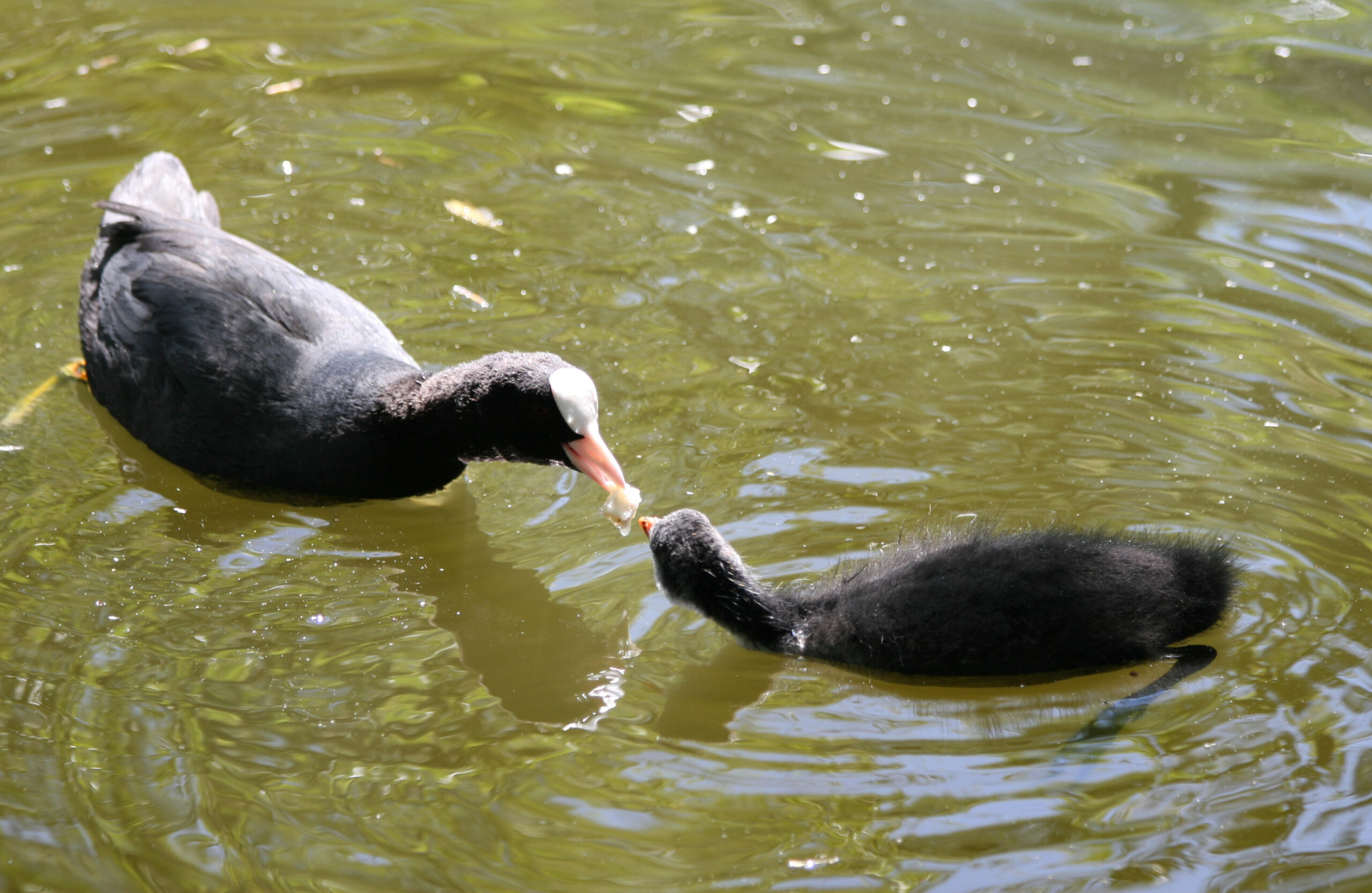 Fulica atra feeding chick