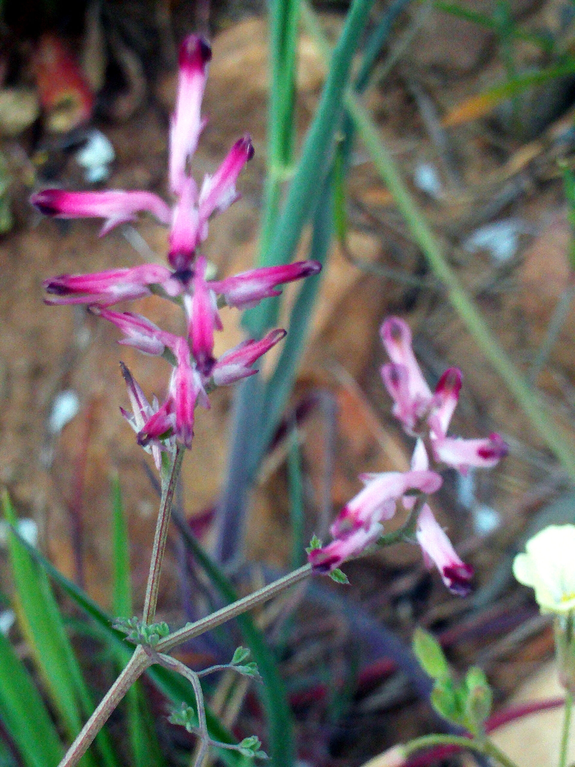 Fumaria officinalis Flower Closeup 28March2009 DehesaBoyalPuertollano