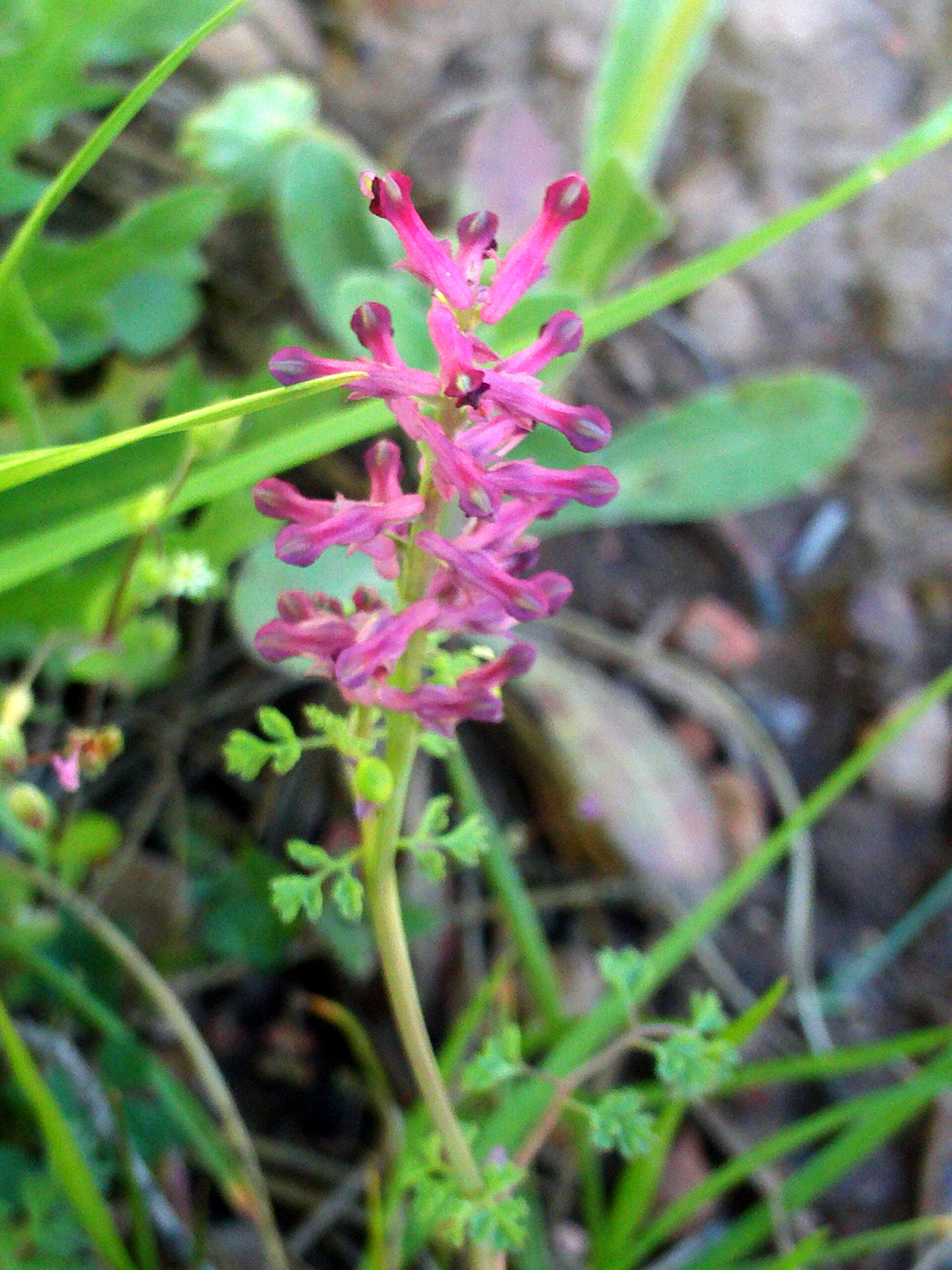 Fumaria officinalis Flower Closeup 7March DehesaBoyalPuertollano