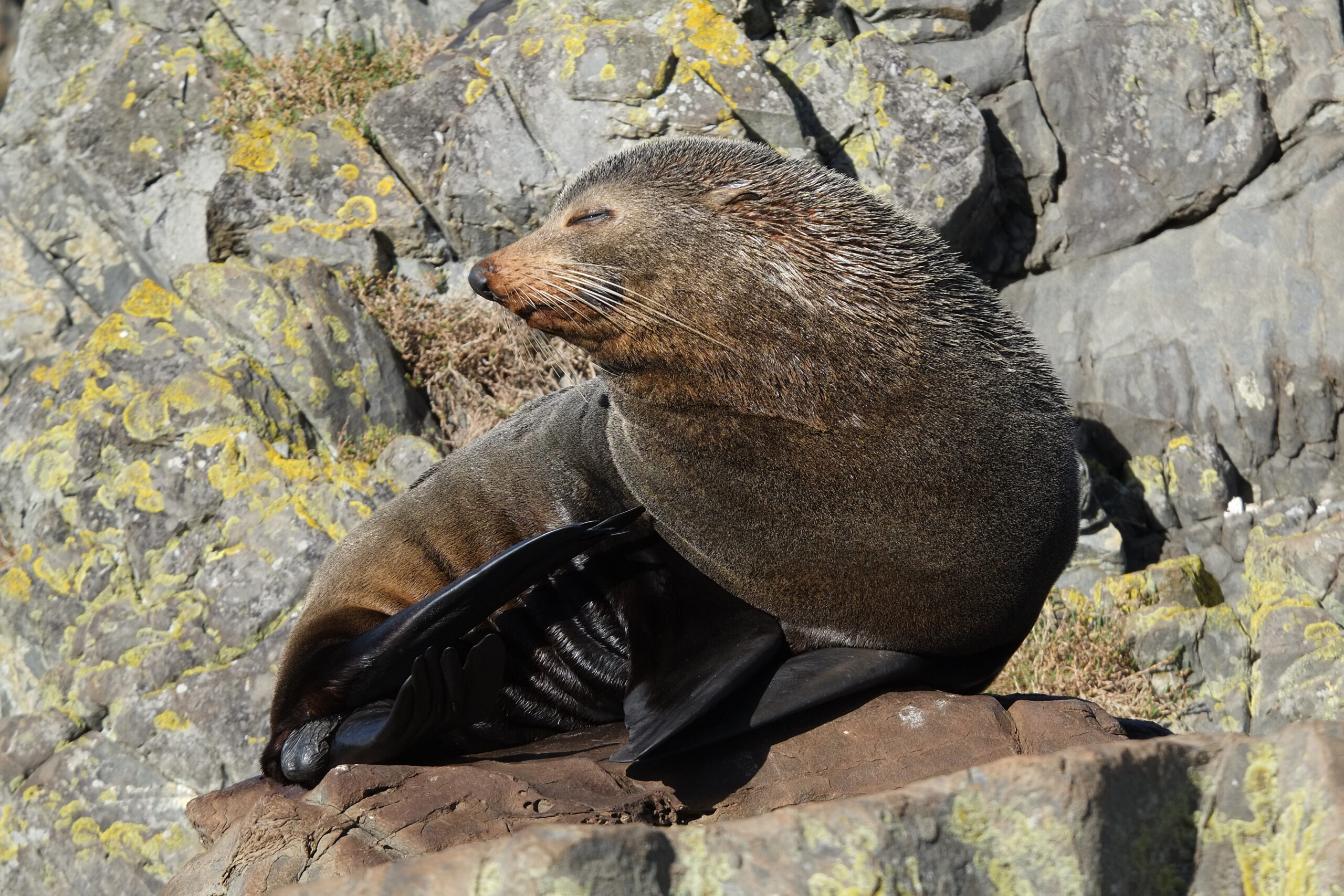 Fur seal sitting on a rock, scratching itself