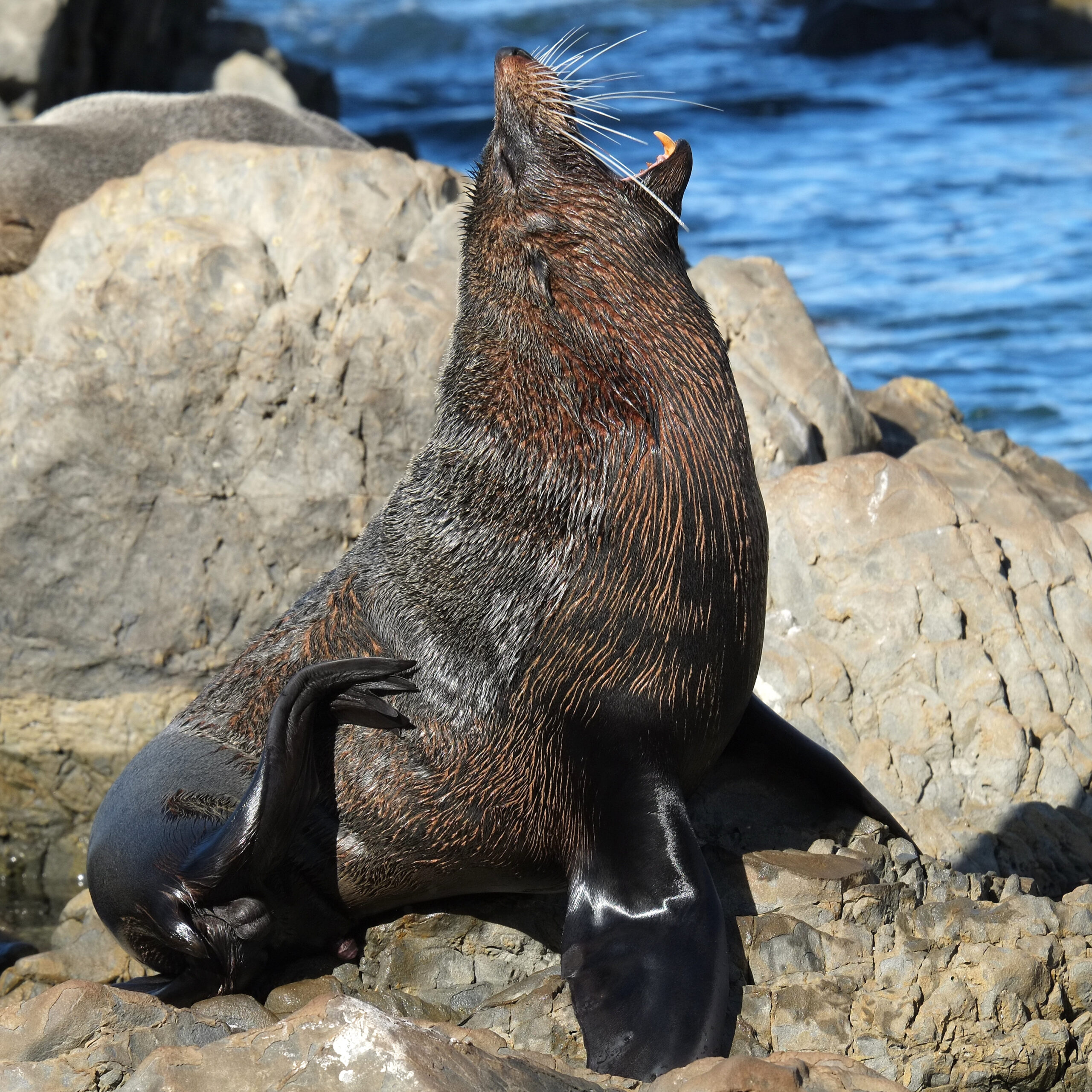 Fur seal sitting upright on rock and yawning