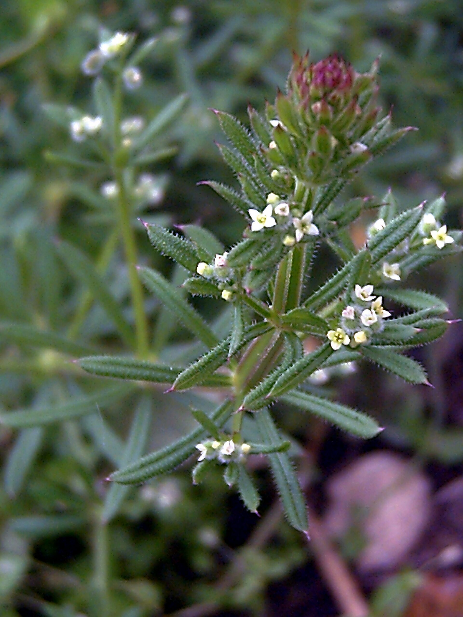 Galium aparine Flower Closeup SierraMadrona