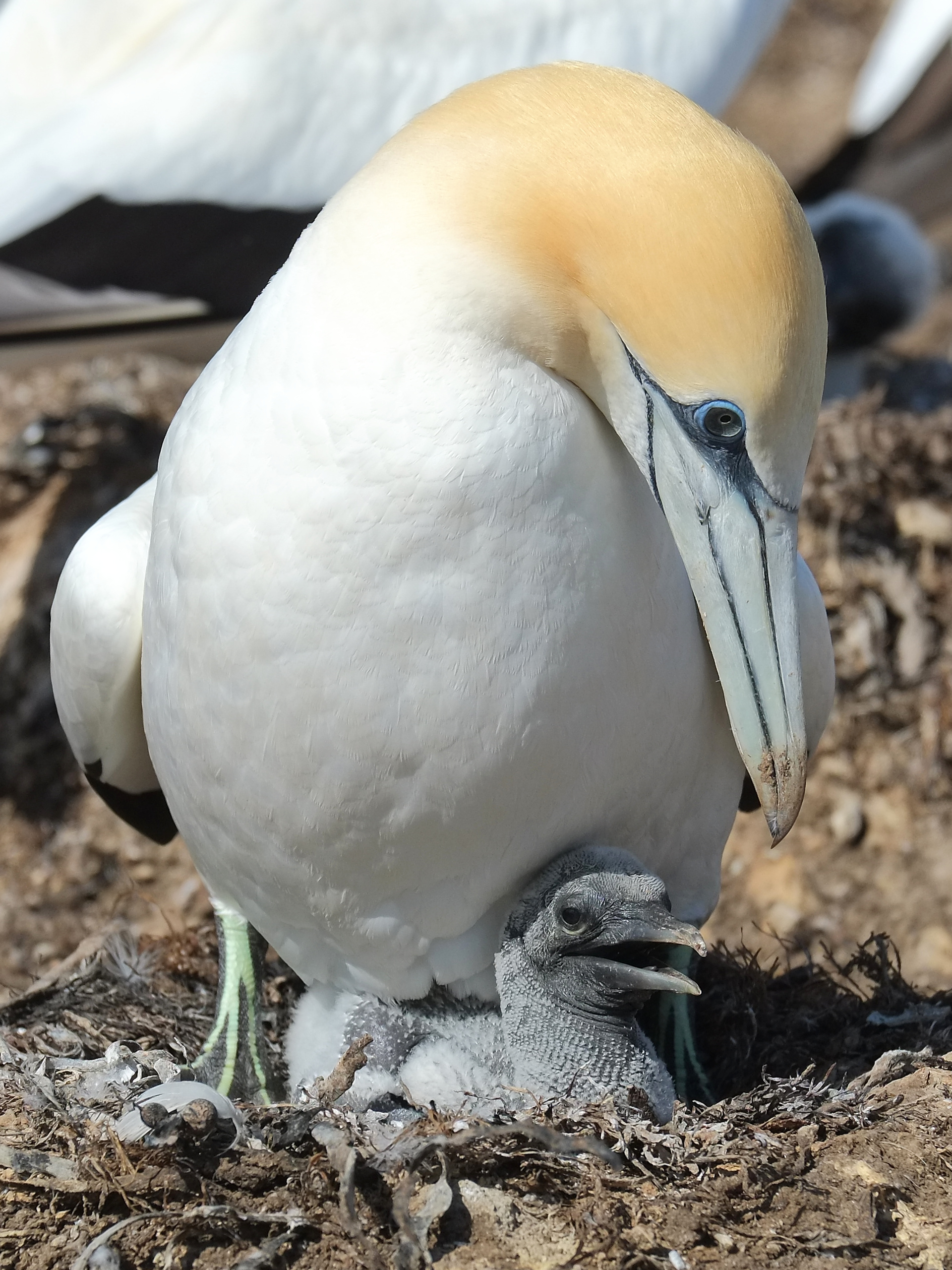 Gannet and young chick in nest