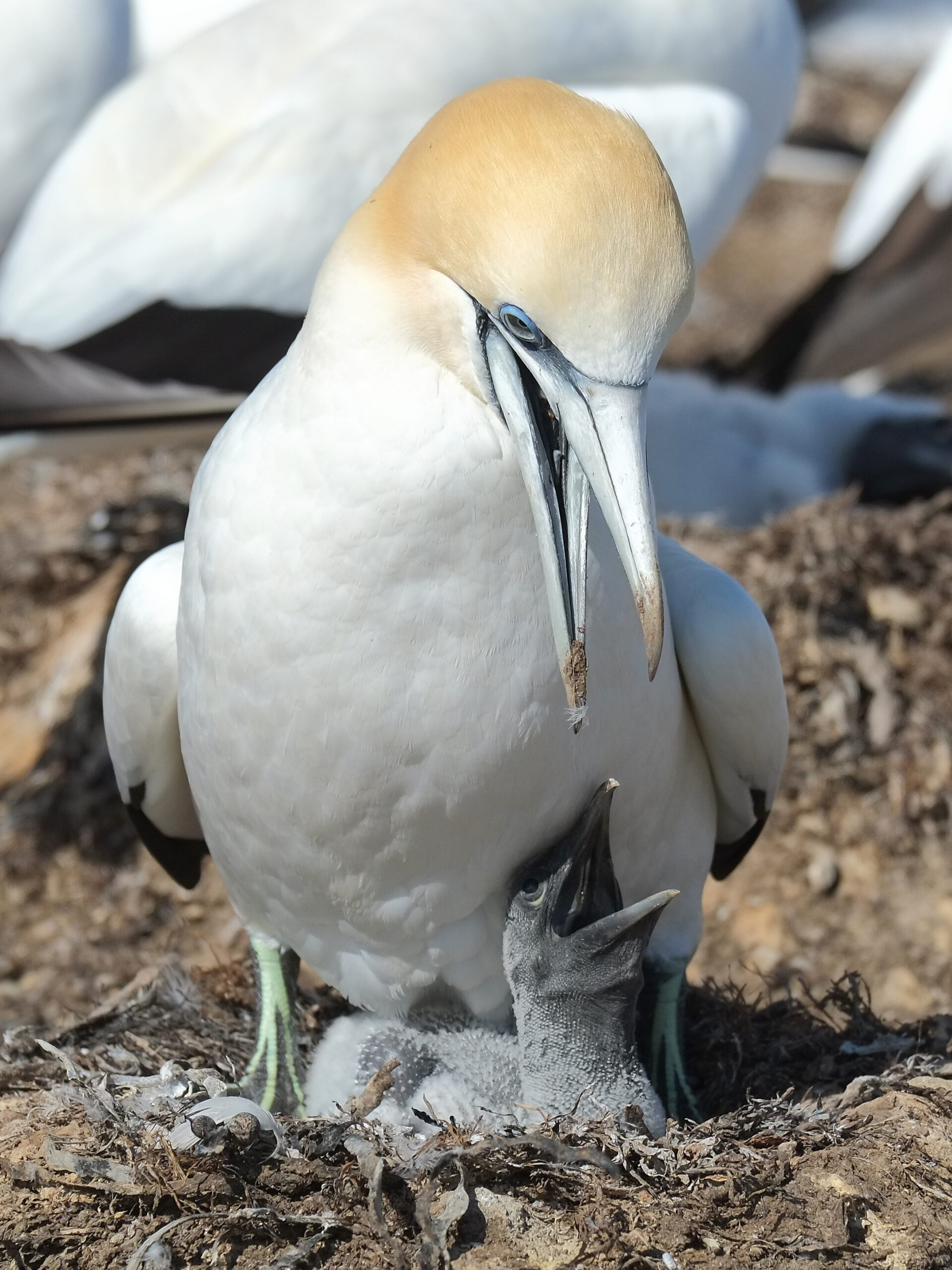 Gannet and young chick in nest with opened beaks