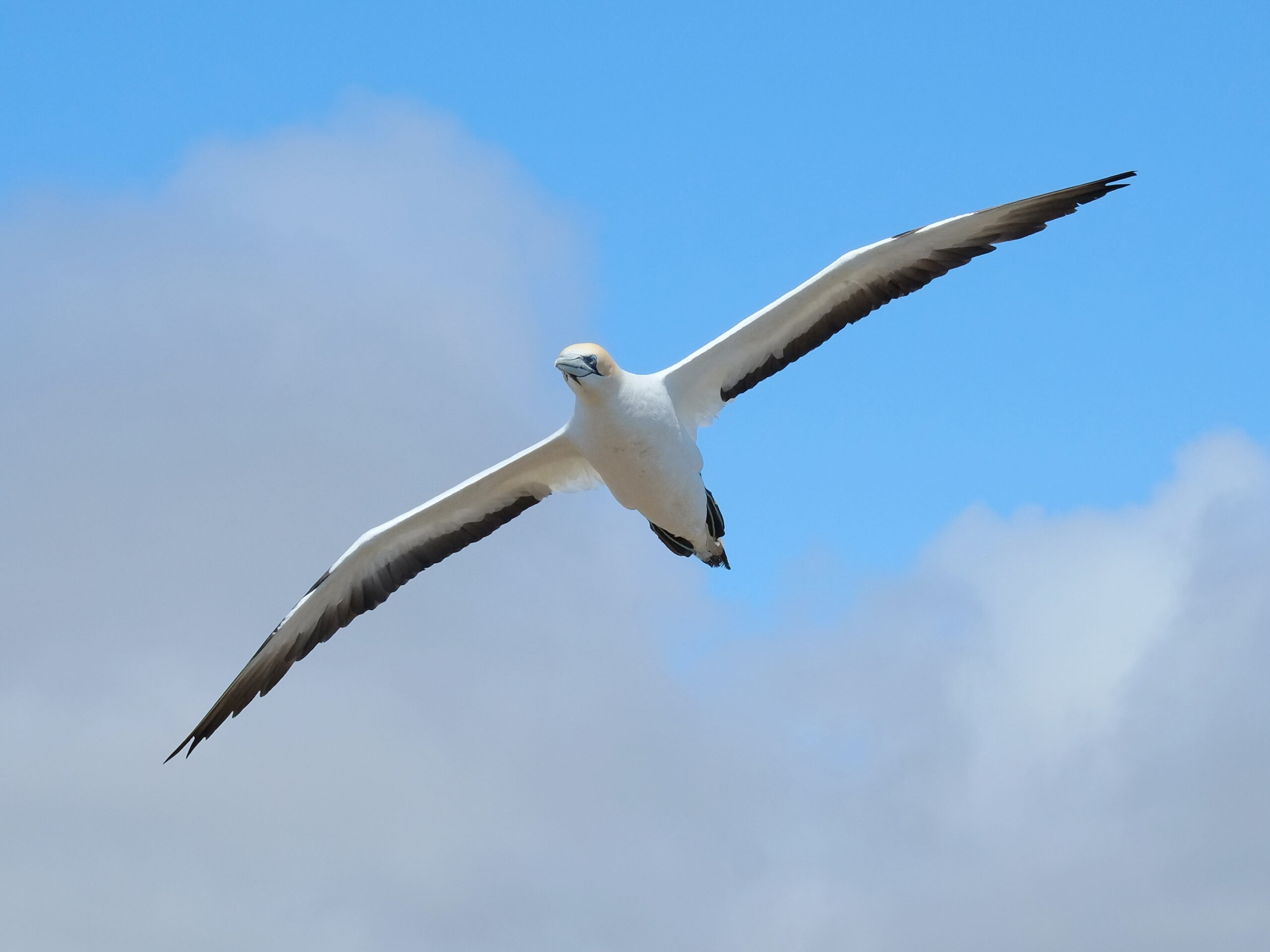 Gannet banking