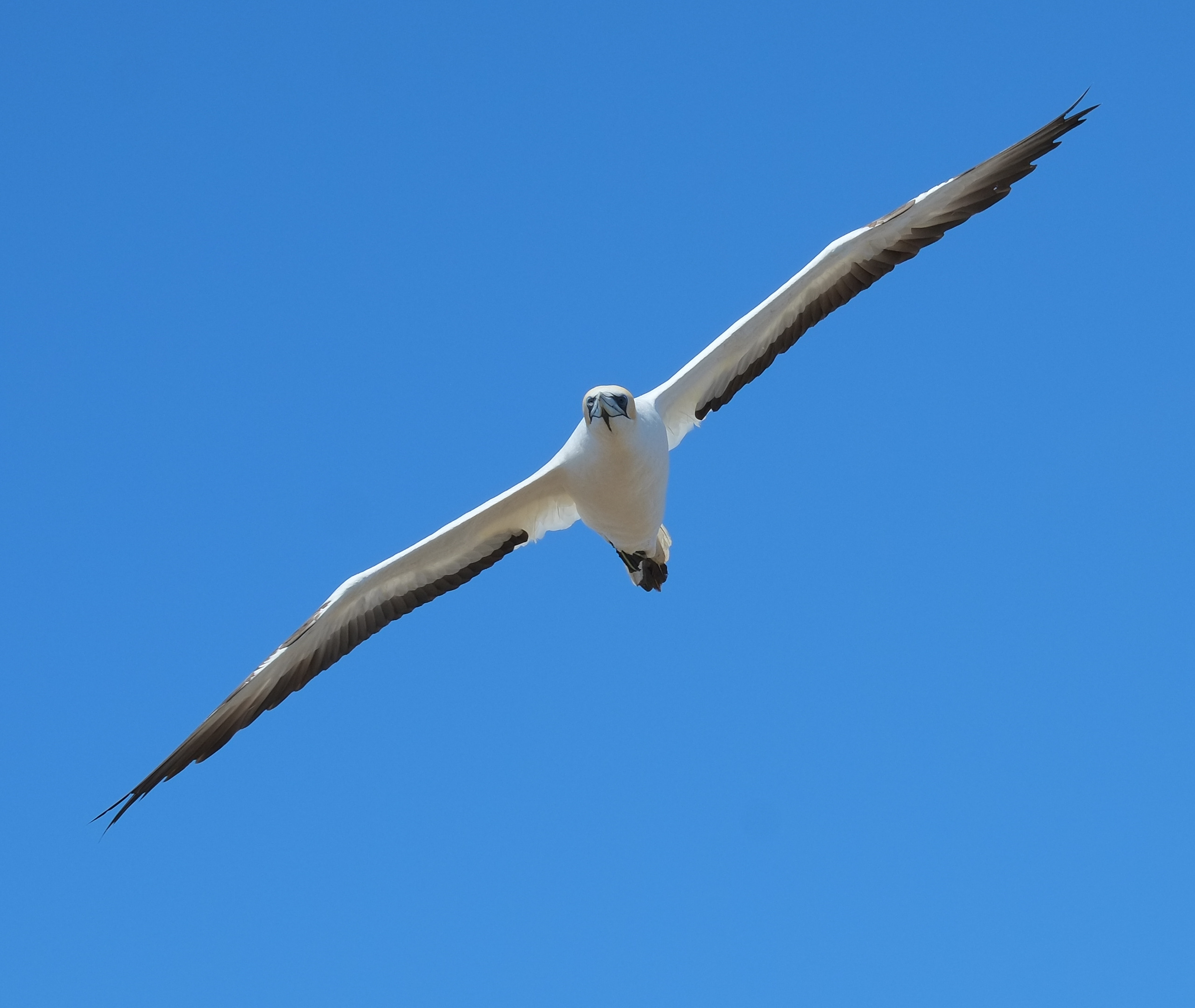 Gannet banking in blue sky