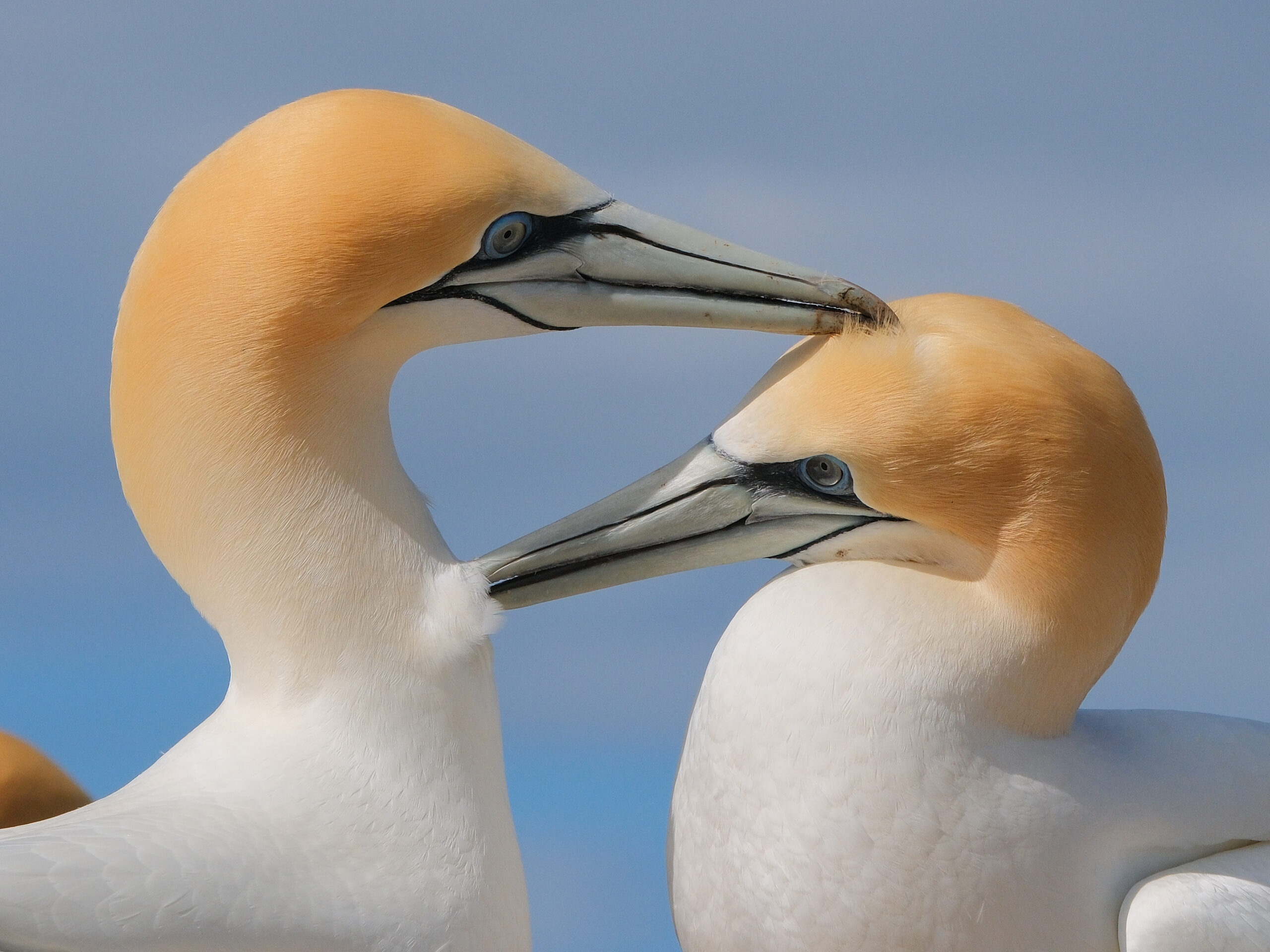 Gannet biting each other as part of greeting