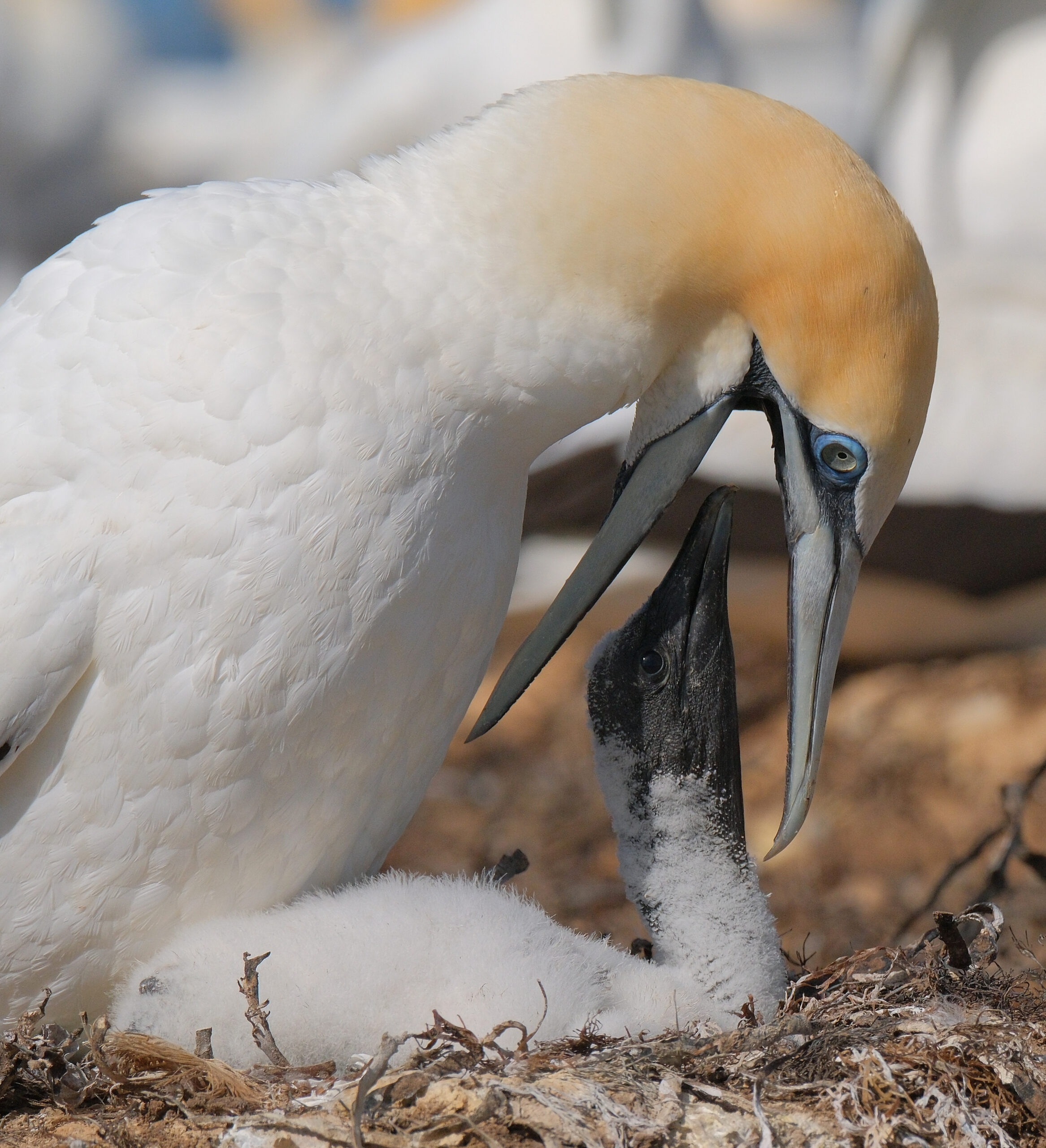 Gannet feeding young chick