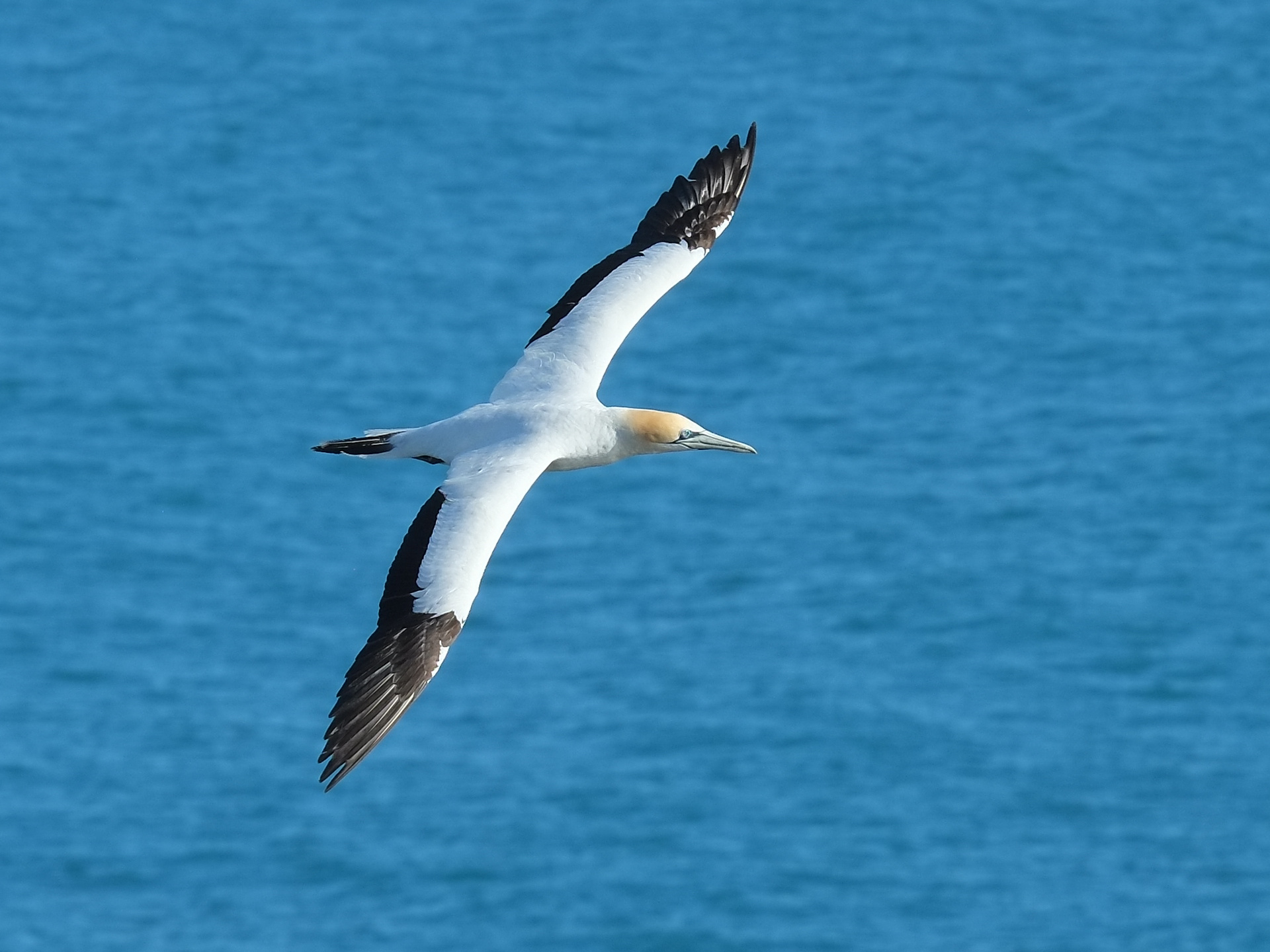 Gannet flying above the sea