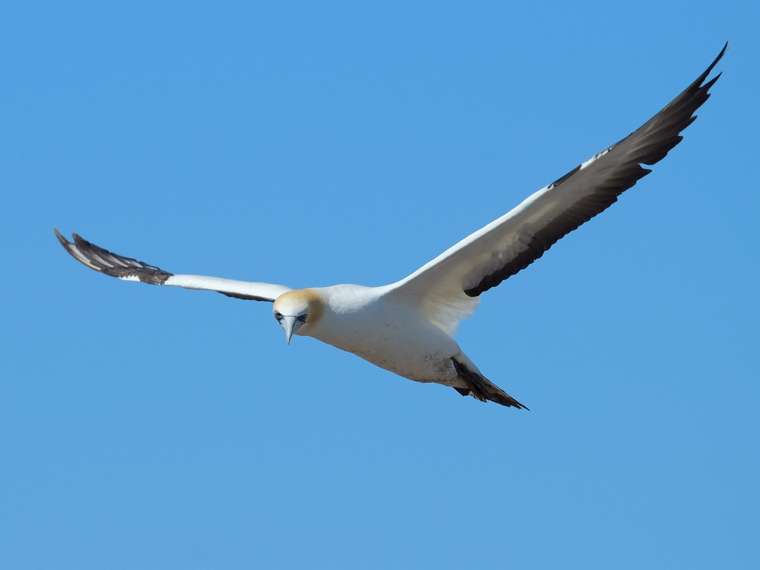 Gannet flying and looking
