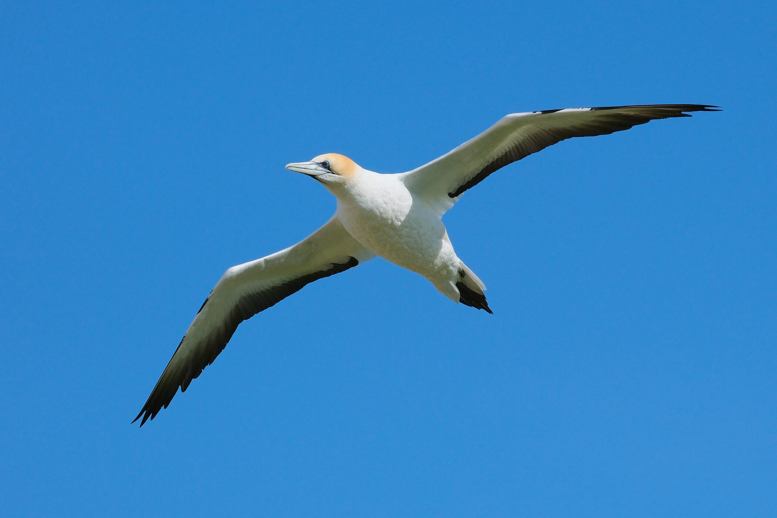 Gannet flying in blue sky