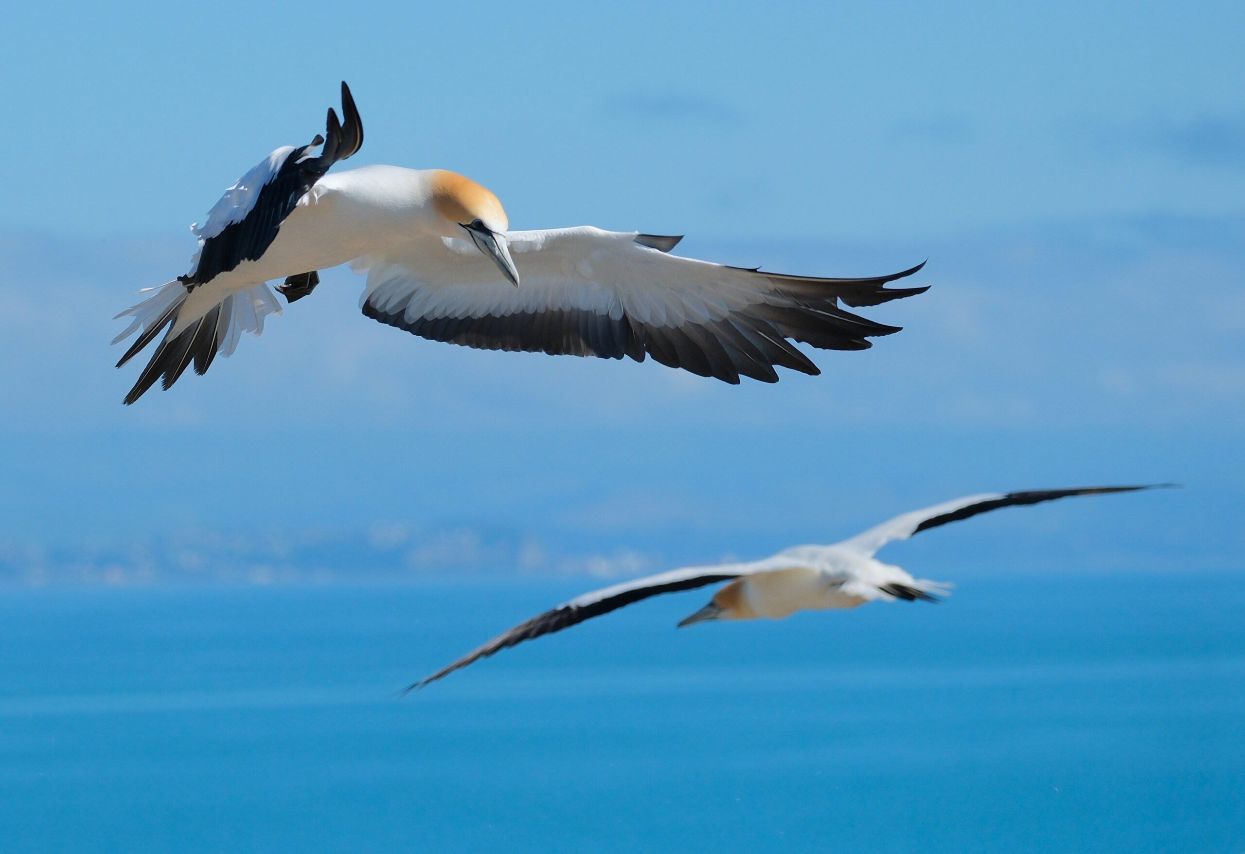Gannet flying in front of another one
