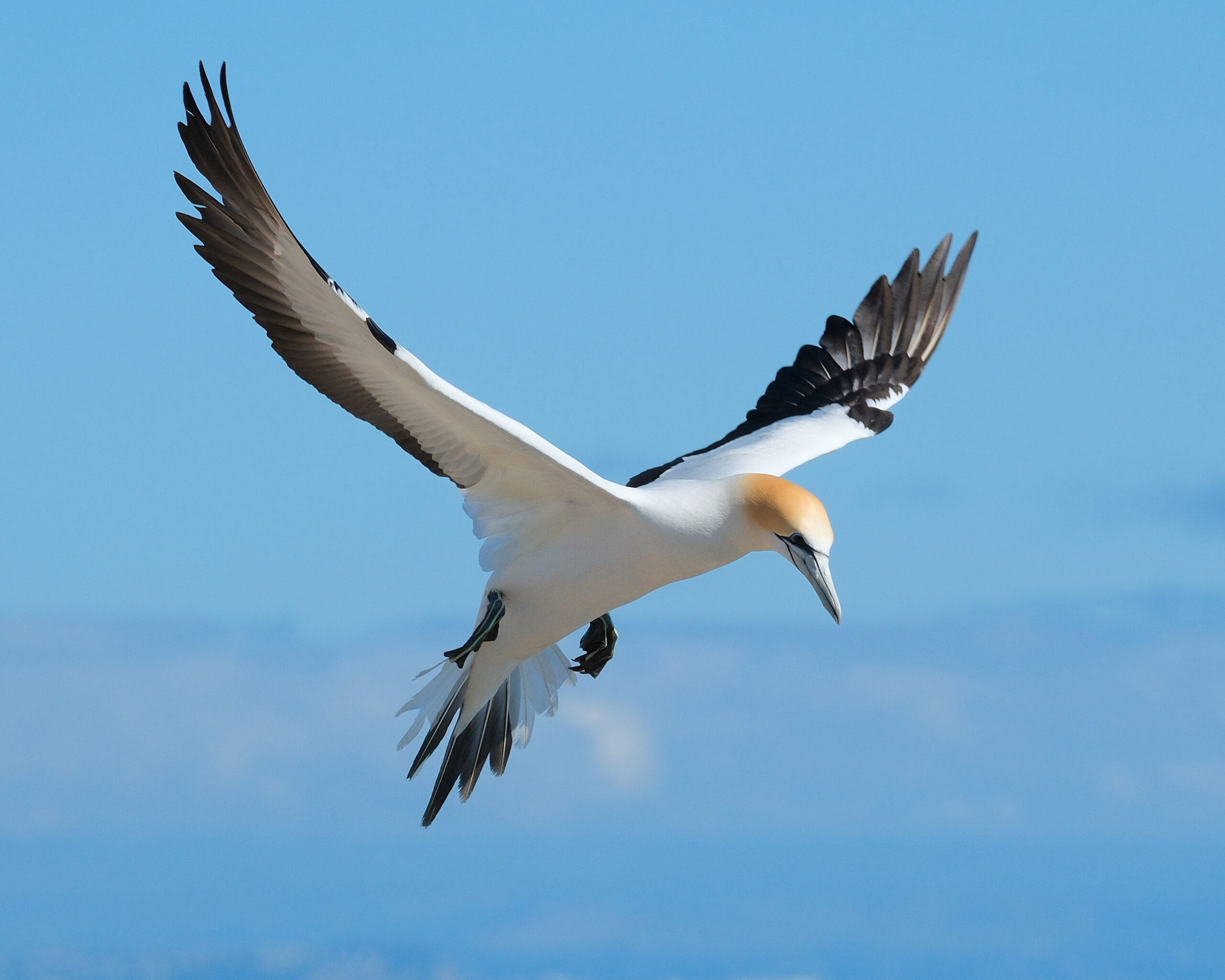 Gannet flying in to land
