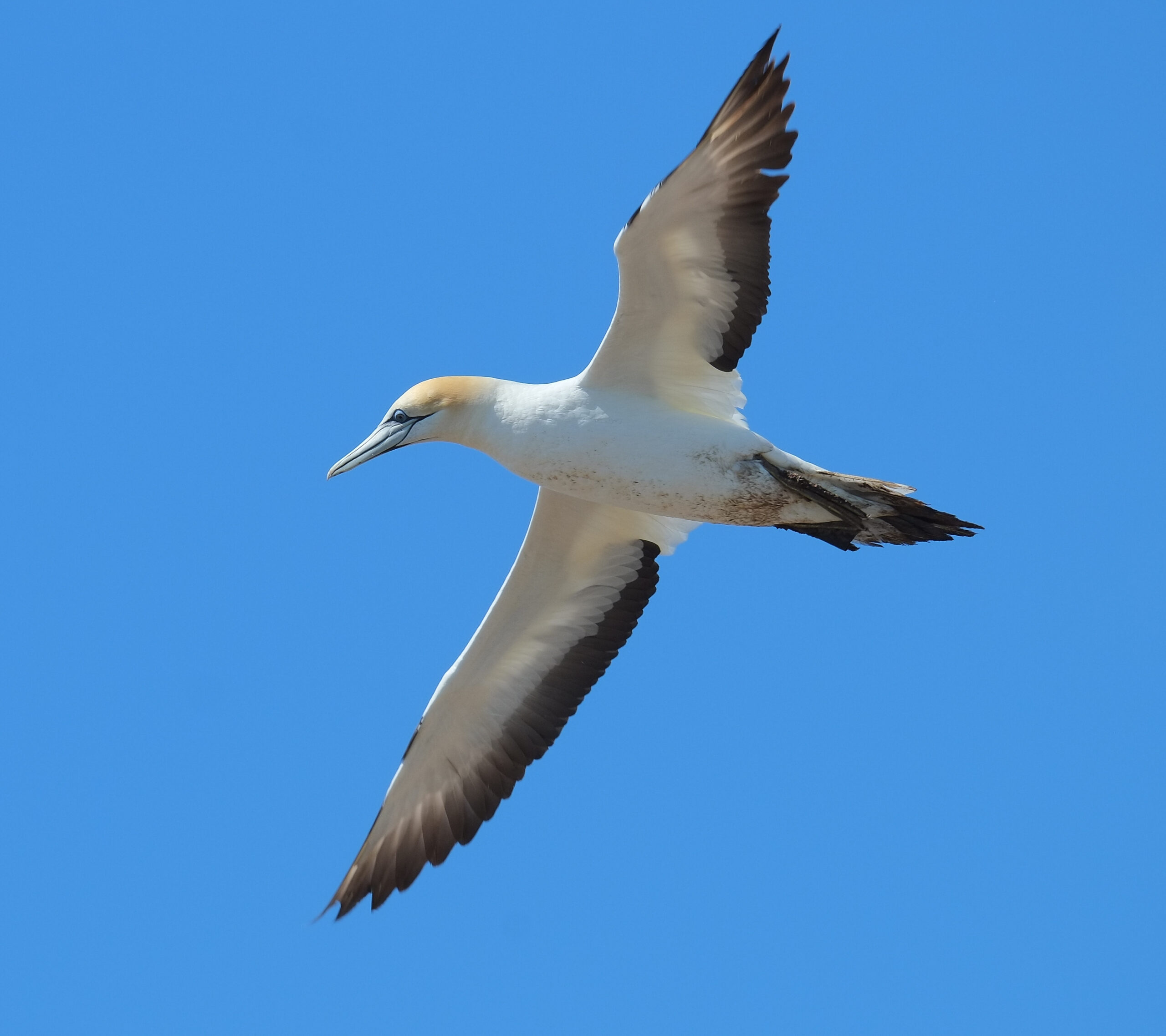 Gannet flying overhead