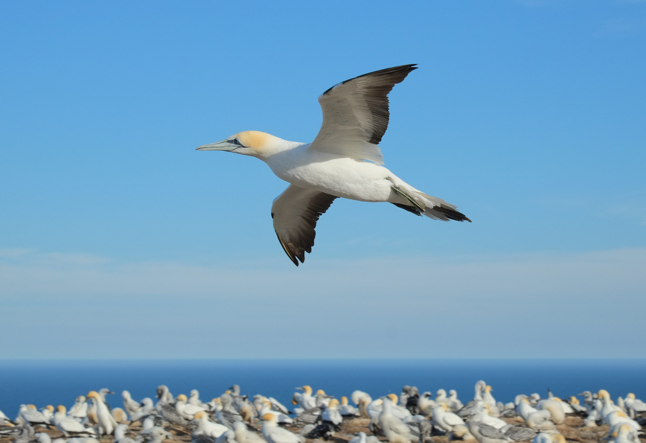 Gannet flying past above main colony