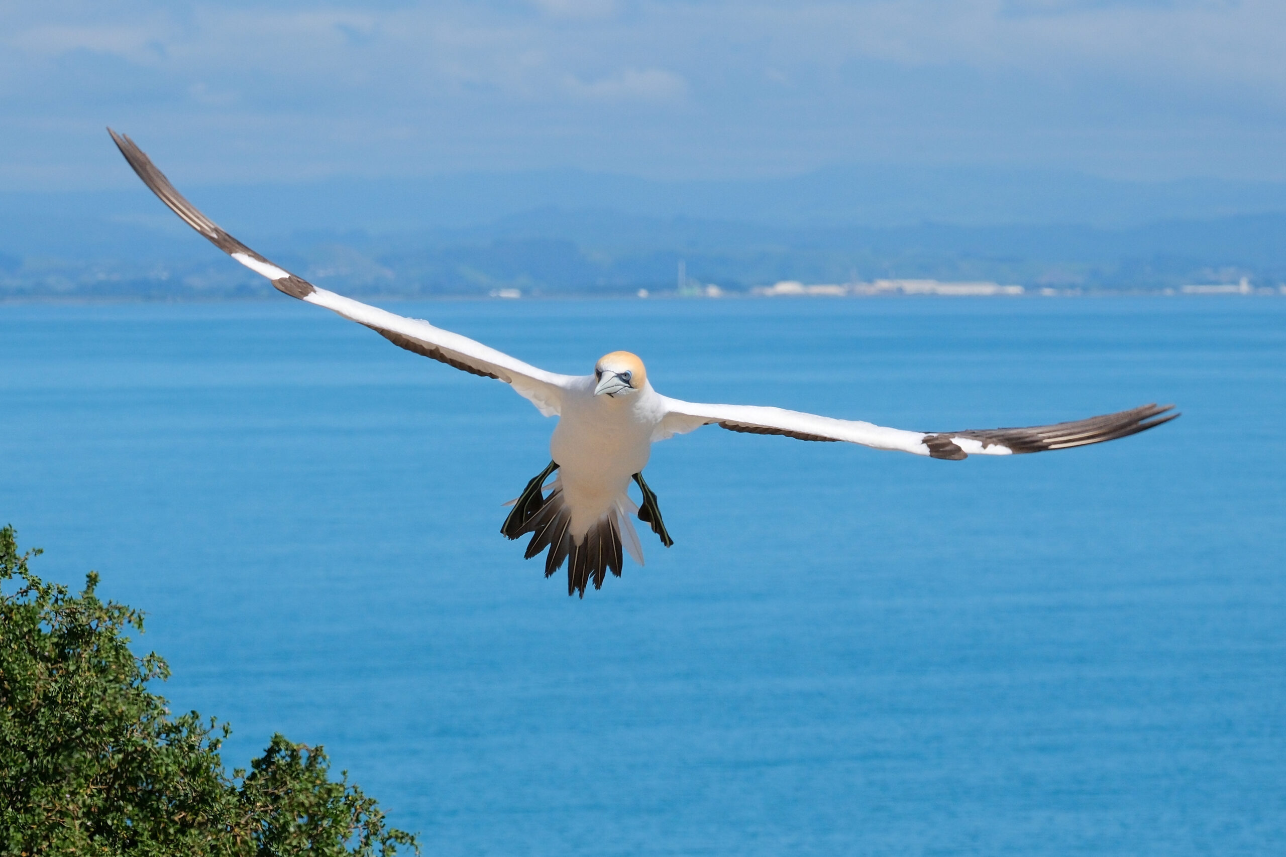 Gannet flying with outstretched wings