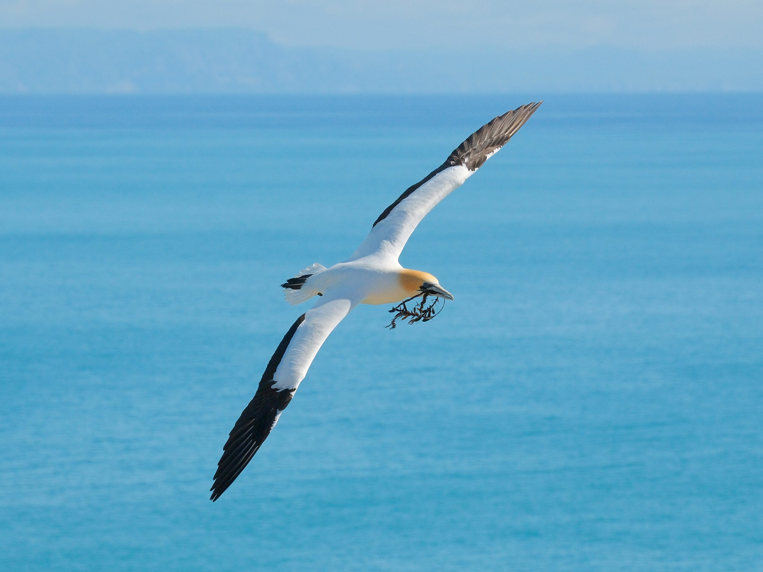 Gannet flying with seaweed in its beak