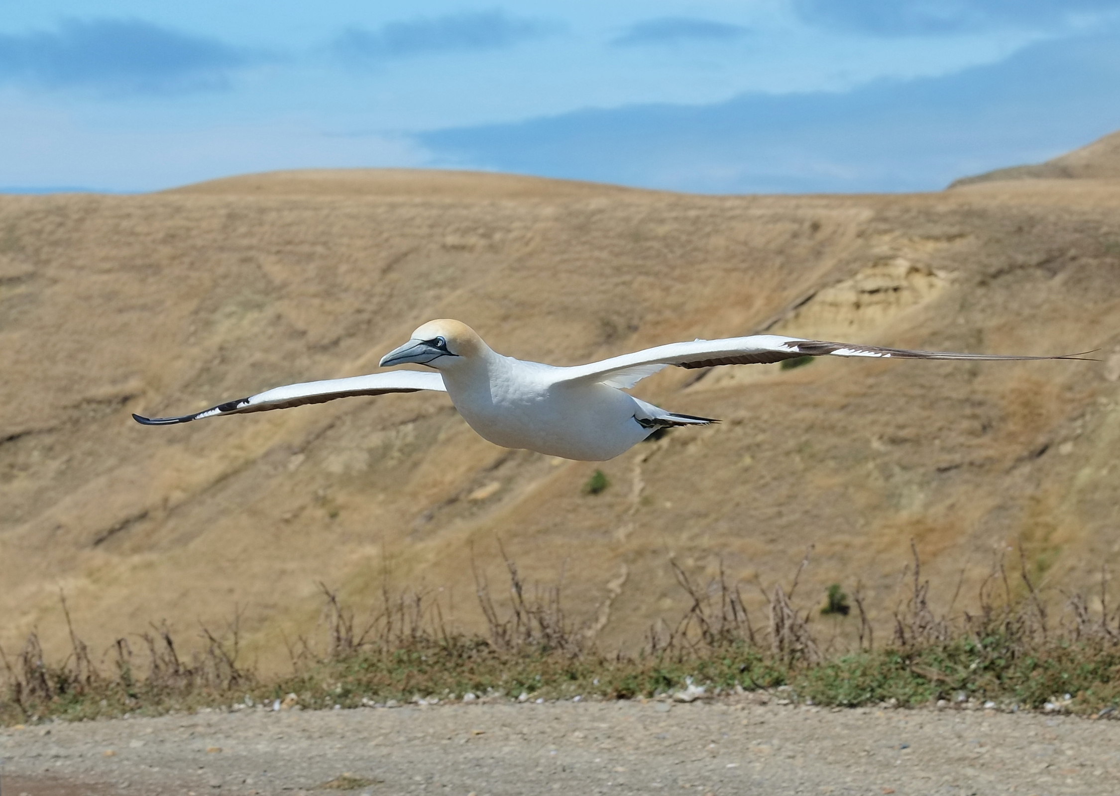 Gannet gliding towards main colony
