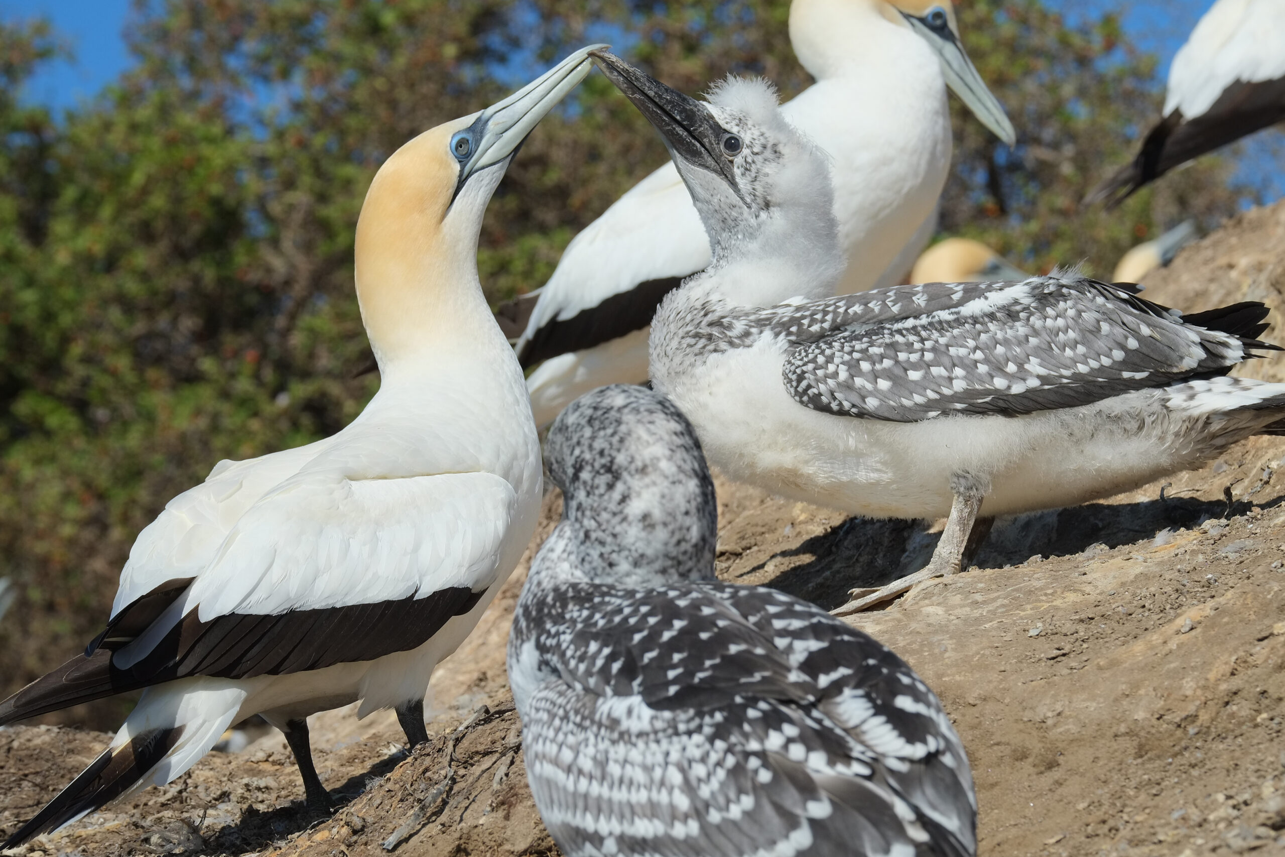 Gannet greeting older chick