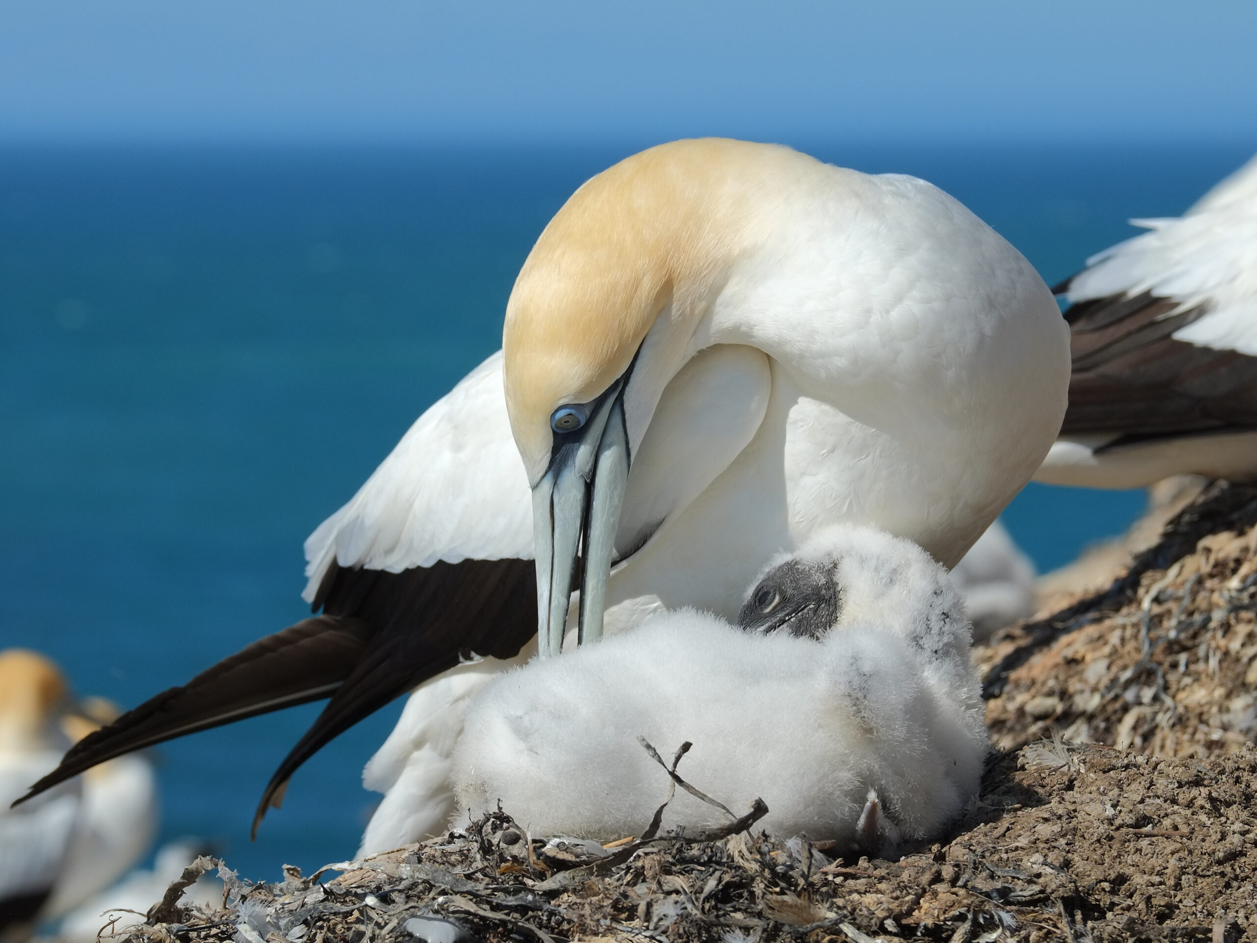 Gannet grooming chick in nest