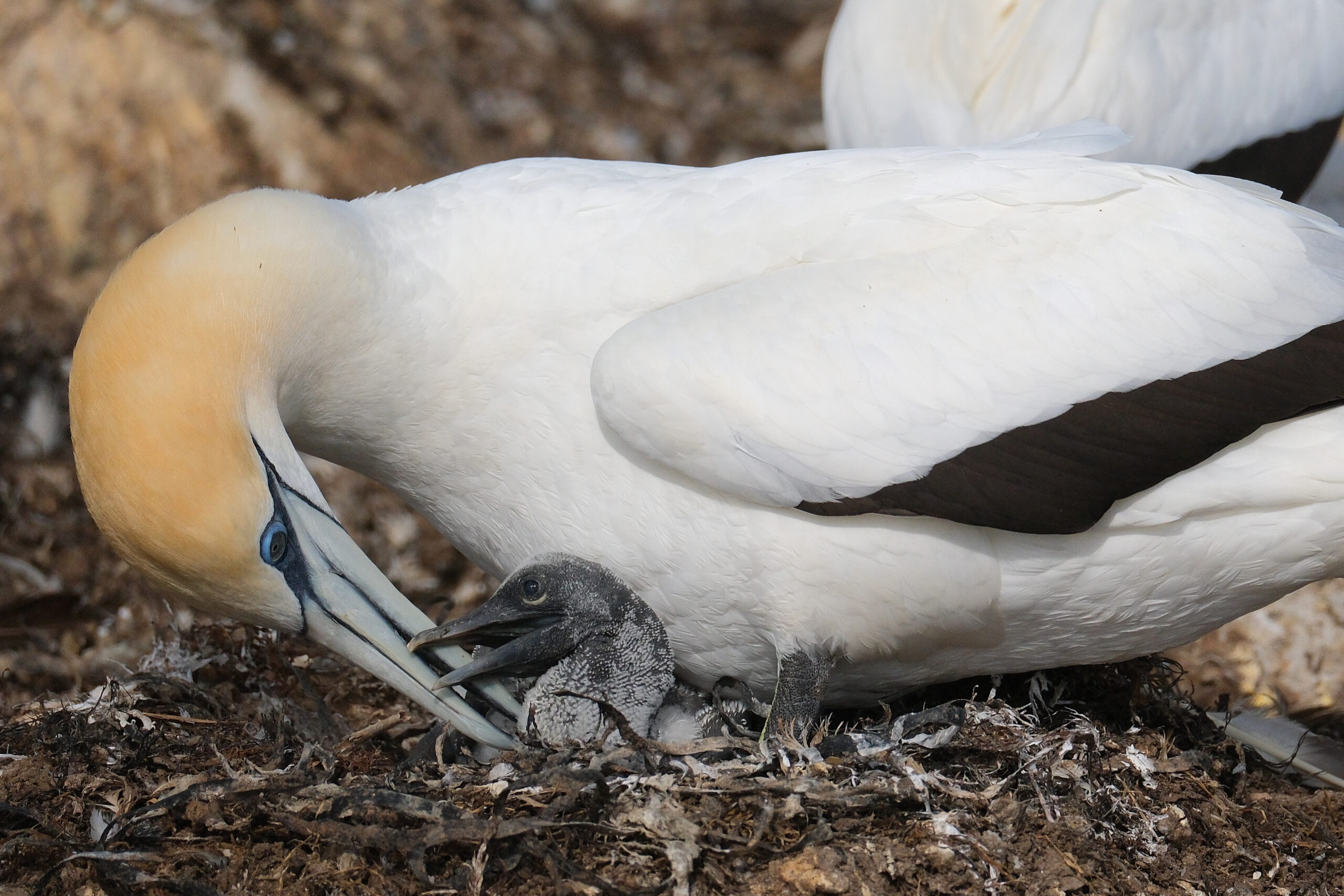 Gannet interacting with young chick in nest