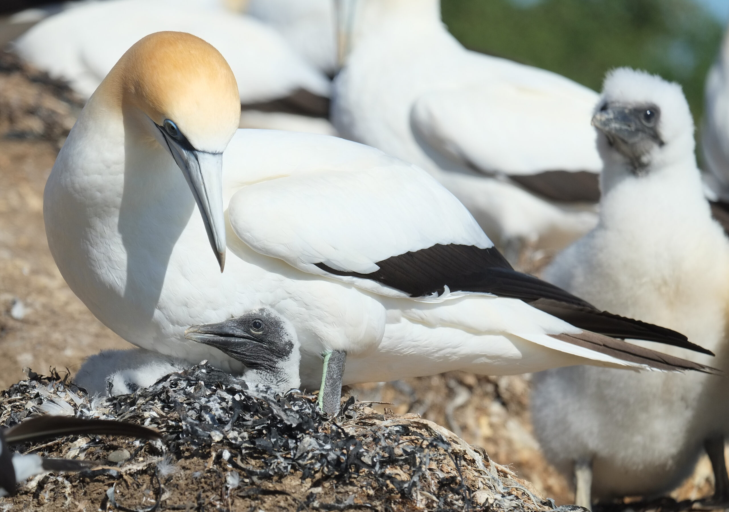 Gannet looking at young chick in nest