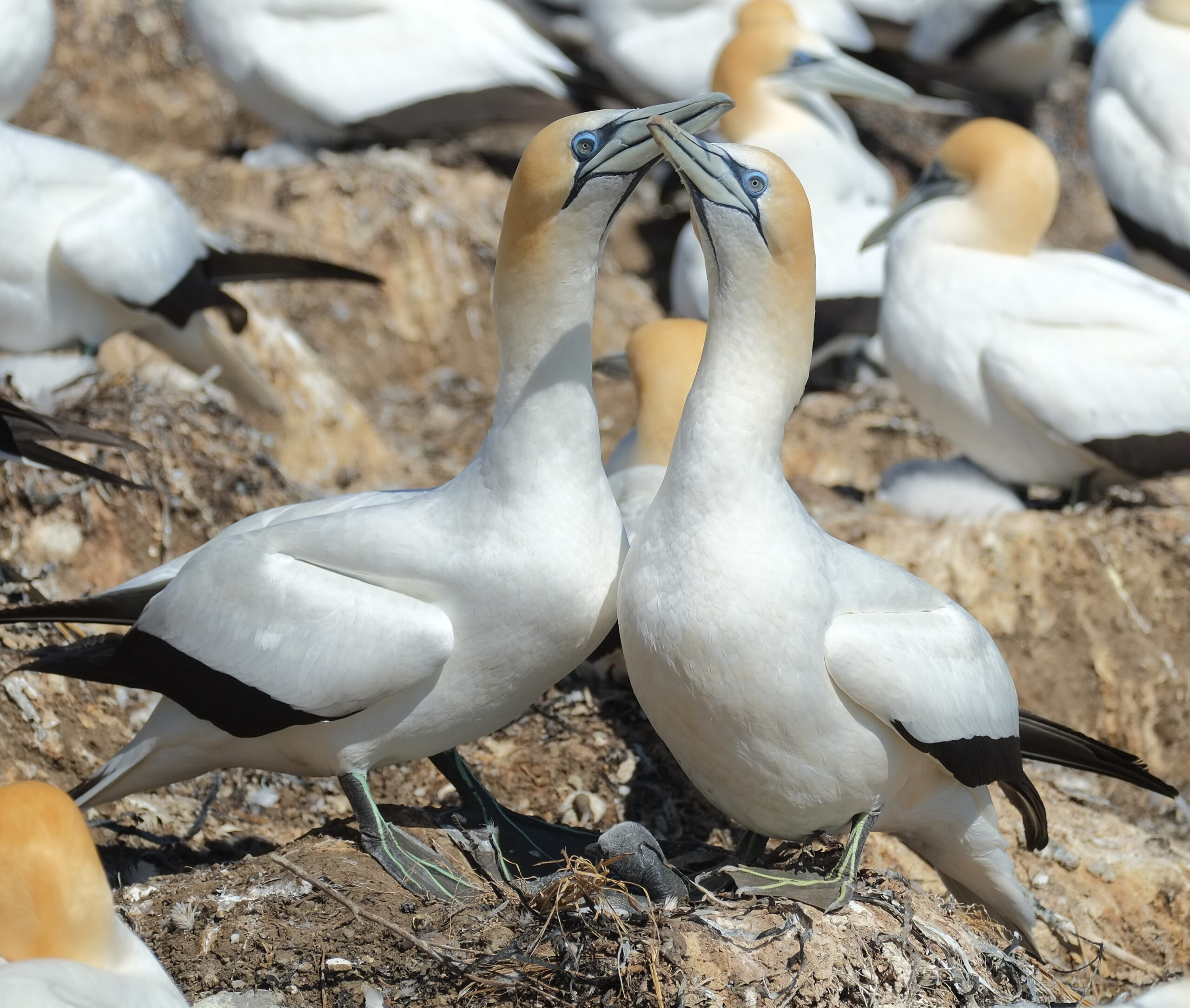 Gannet pair greeting each other on nest with chick