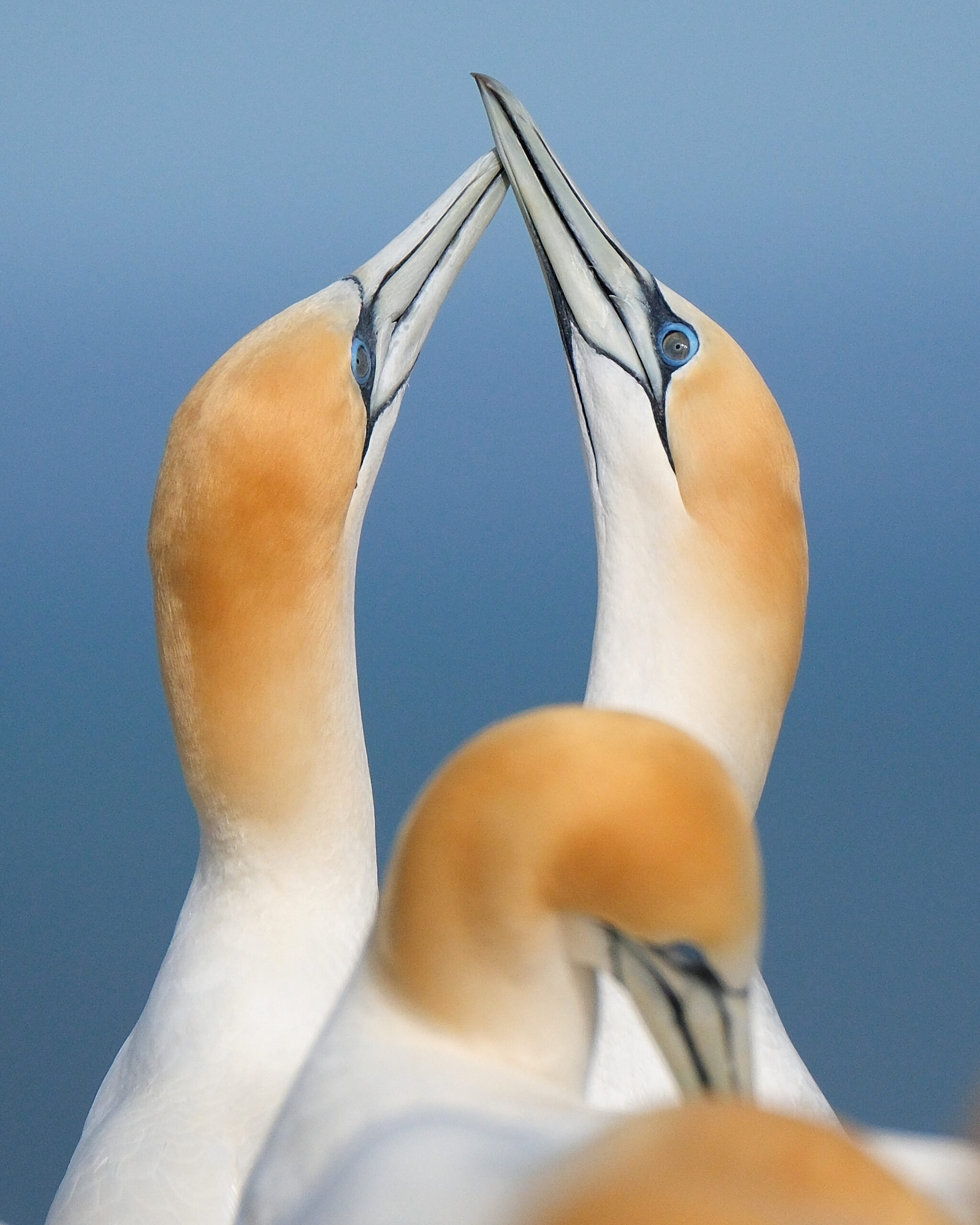 Gannet pair touching beaks
