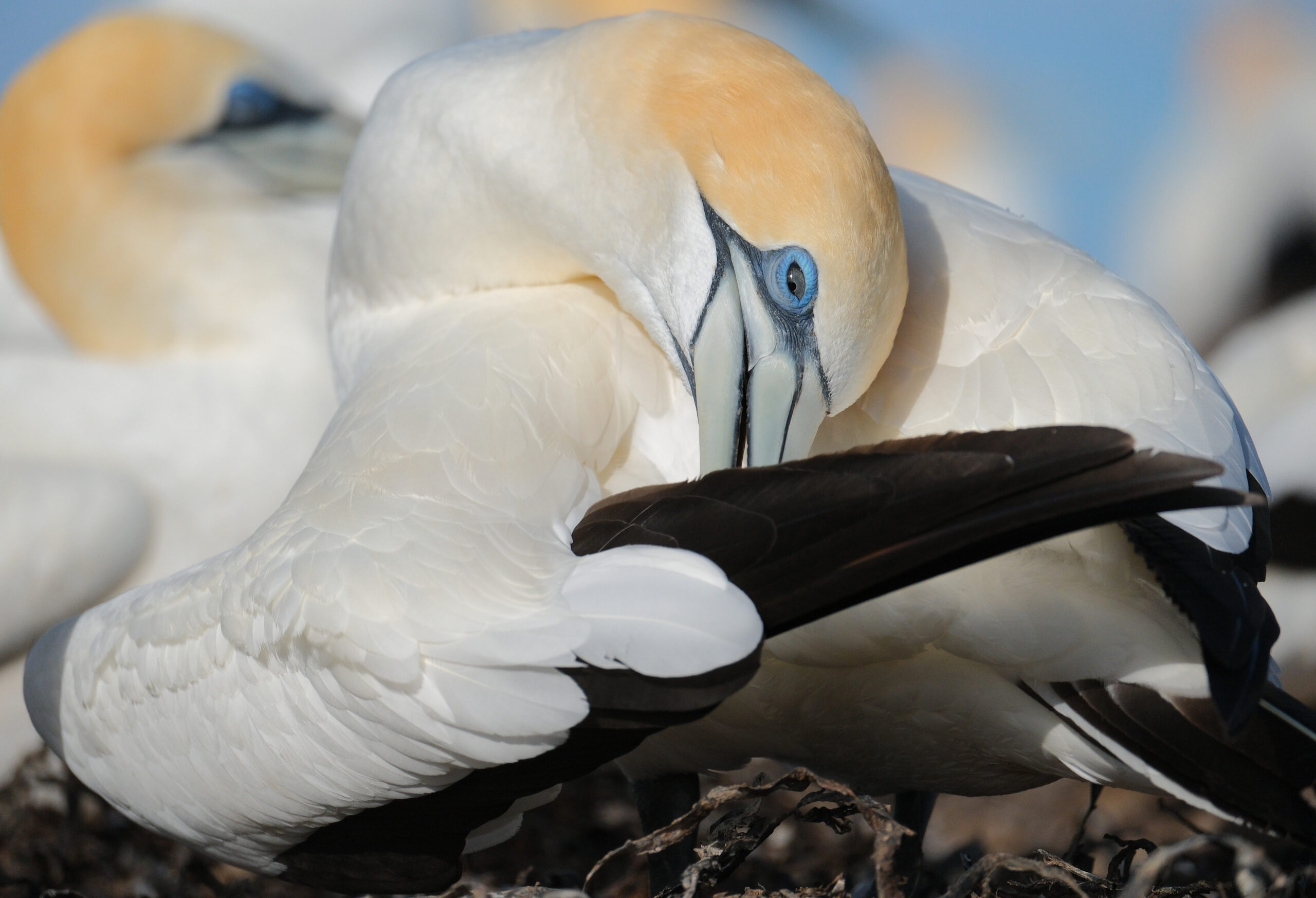Gannet preening itself