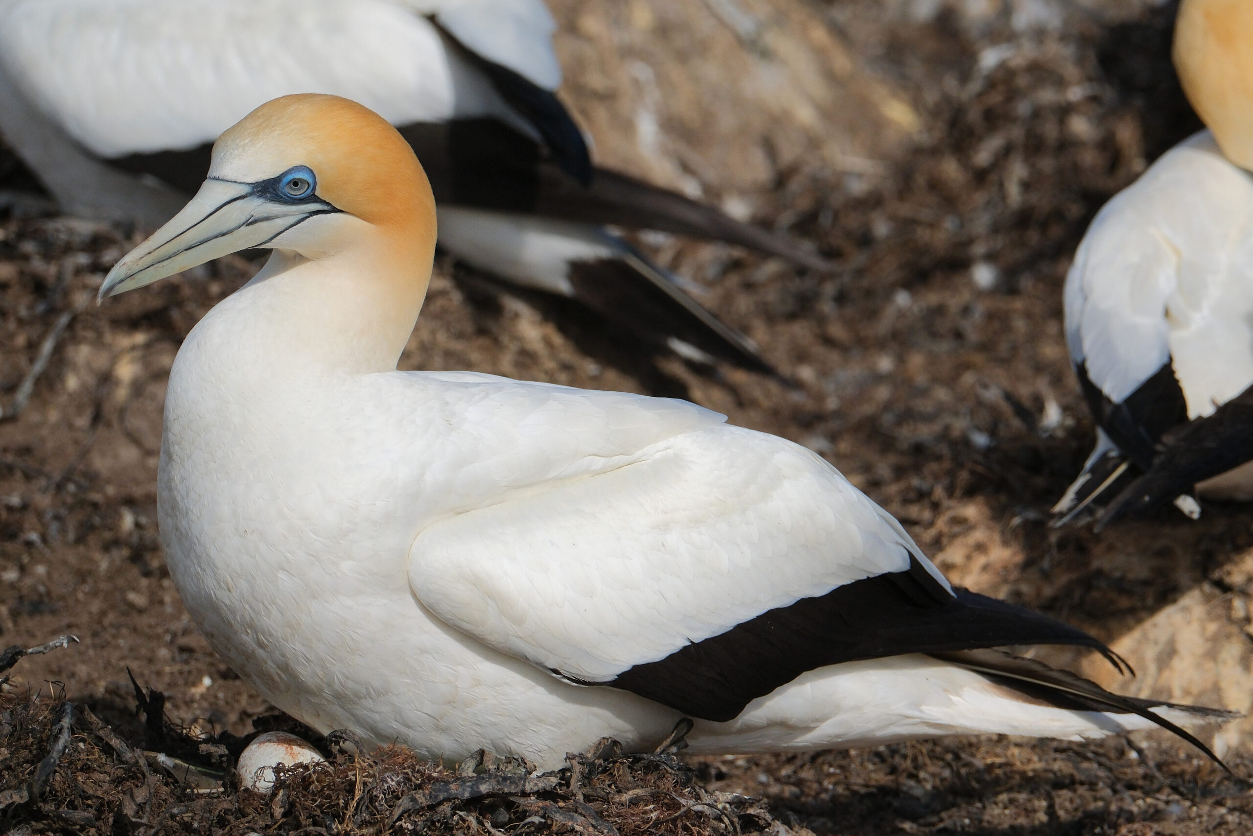 Gannet sitting in nest with egg