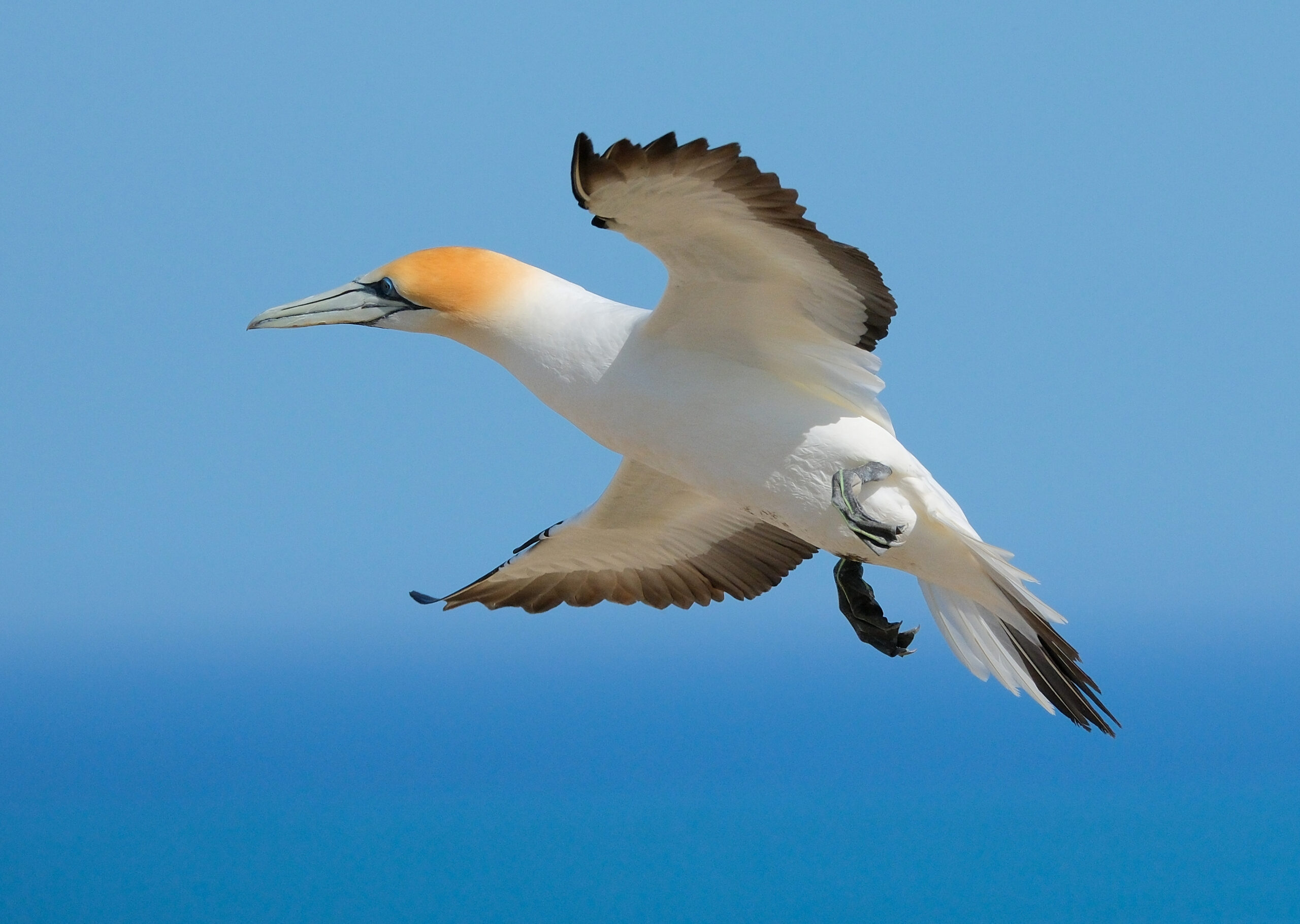 Gannet slowing down to land